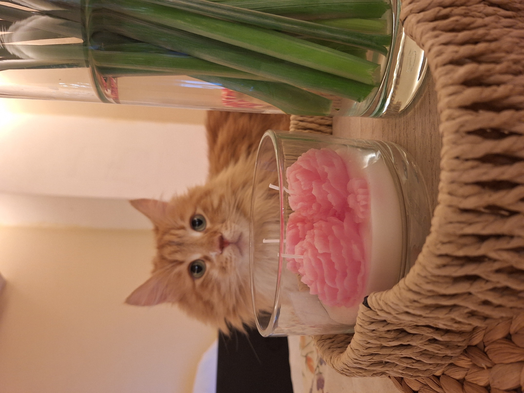 The image is an eye-level, close-up shot of a tabletop scene. A long-haired ginger cat gazes at the camera. To the right, a clear glass holding a pink flower-shaped candle rests partially inside a woven basket. To the left and further back, a clear glass vase filled with green stalks sits on the same surface. The background is a softly lit beige wall. The location is not discernible from the image and there is no way to identify if it is in Varna, Bulgaria.