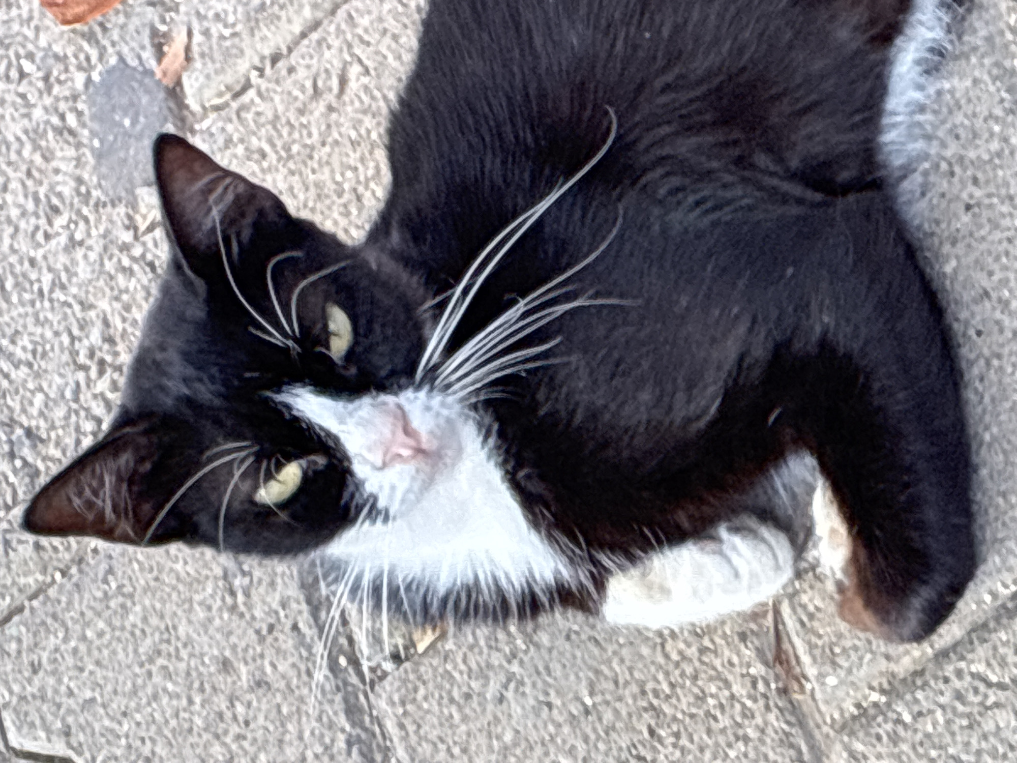 A black and white cat with yellow eyes lies on a paved surface in Alanya, Turkey. The cat's fur is predominantly black, with a white chest and white paws. Its face is marked with a white blaze extending from its nose to its forehead, and it has prominent white whiskers. The cat is looking directly at the camera with a neutral expression. The paved ground appears to be made of interlocking rectangular stones, and there are a few fallen leaves scattered around. The lighting suggests it is daytime, with some dappled sunlight or shadows present.
