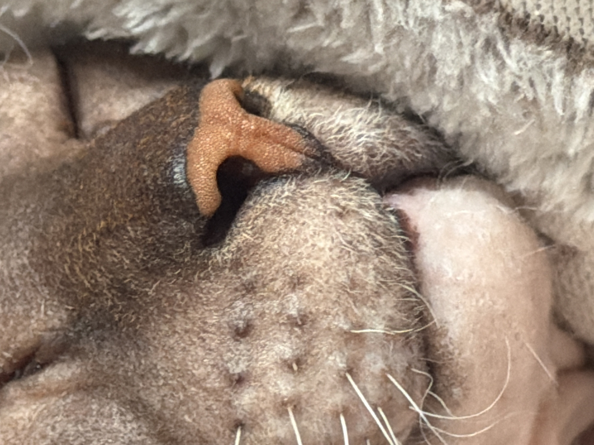 The image is a close-up, macro photograph of a domestic cat's nose and muzzle. The cat's fur appears to be a tawny brown color. The nose is a prominent feature, with a textured, bumpy surface and an orange-brown hue. Several long, white whiskers extend from the muzzle area. The cat's skin is visible, showing pores and small indentations. A soft, fuzzy, light brown material, possibly a blanket or bedding, is visible in the background, partially obscuring the cat's head. There is no information in the image to determine its location in Izhevsk, Russia.