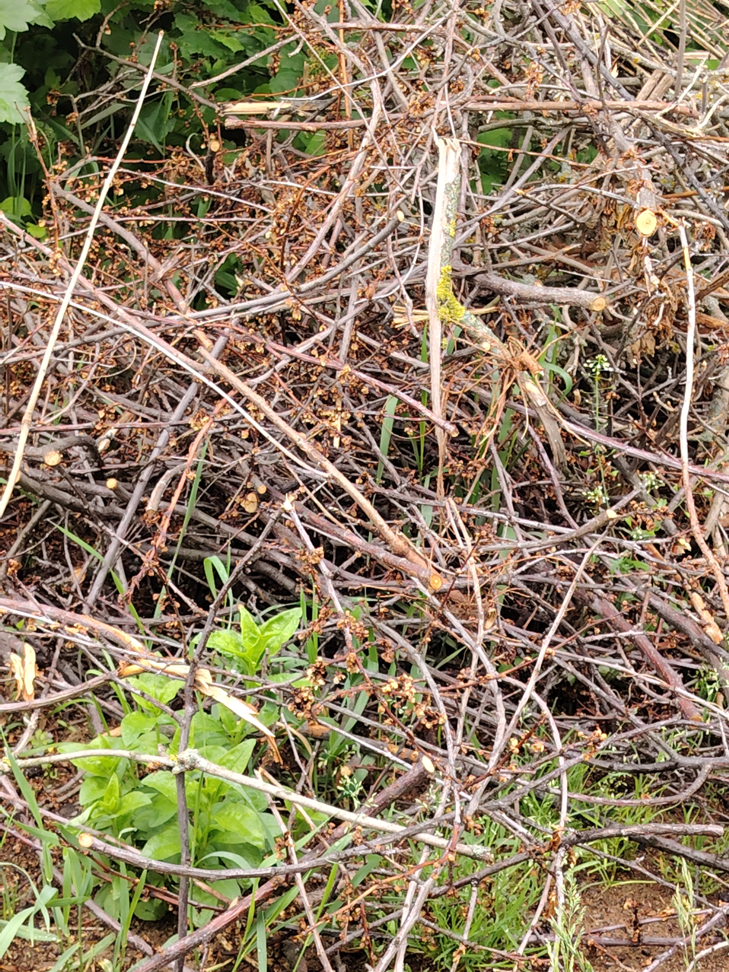 This close-up image presents a dense, intricate tangle of dry, intertwined branches and twigs, forming a large pile. The dominant subjects are the numerous brown and grayish woody elements, varying in thickness, some appearing recently cut with fresh ends. Many thinner twigs are adorned with small, dried brown buds or remnants of flowers.
Amidst this woody debris, patches of vibrant green foliage and grass emerge, particularly noticeable in the bottom left corner and scattered throughout the pile, indicating underlying vegetation or new growth. A prominent, lighter-colored, broken branch, possibly covered with a patch of greenish moss or lichen, stands vertically slightly right of the center, creating a visual break in the horizontal and diagonal patterns of the smaller branches. The ground is partially visible beneath the pile, showing soil and more green blades of grass.
No specific activity or event is taking place; the image captures a static outdoor scene, likely a collection of garden waste or natural debris. The lighting suggests it is daytime, possibly under an overcast sky, given the lack of strong shadows. The setting is an outdoor environment in Chaikovsky, Russia, consistent with a garden, park, or natural area where branches might accumulate. No text is visible in the image.