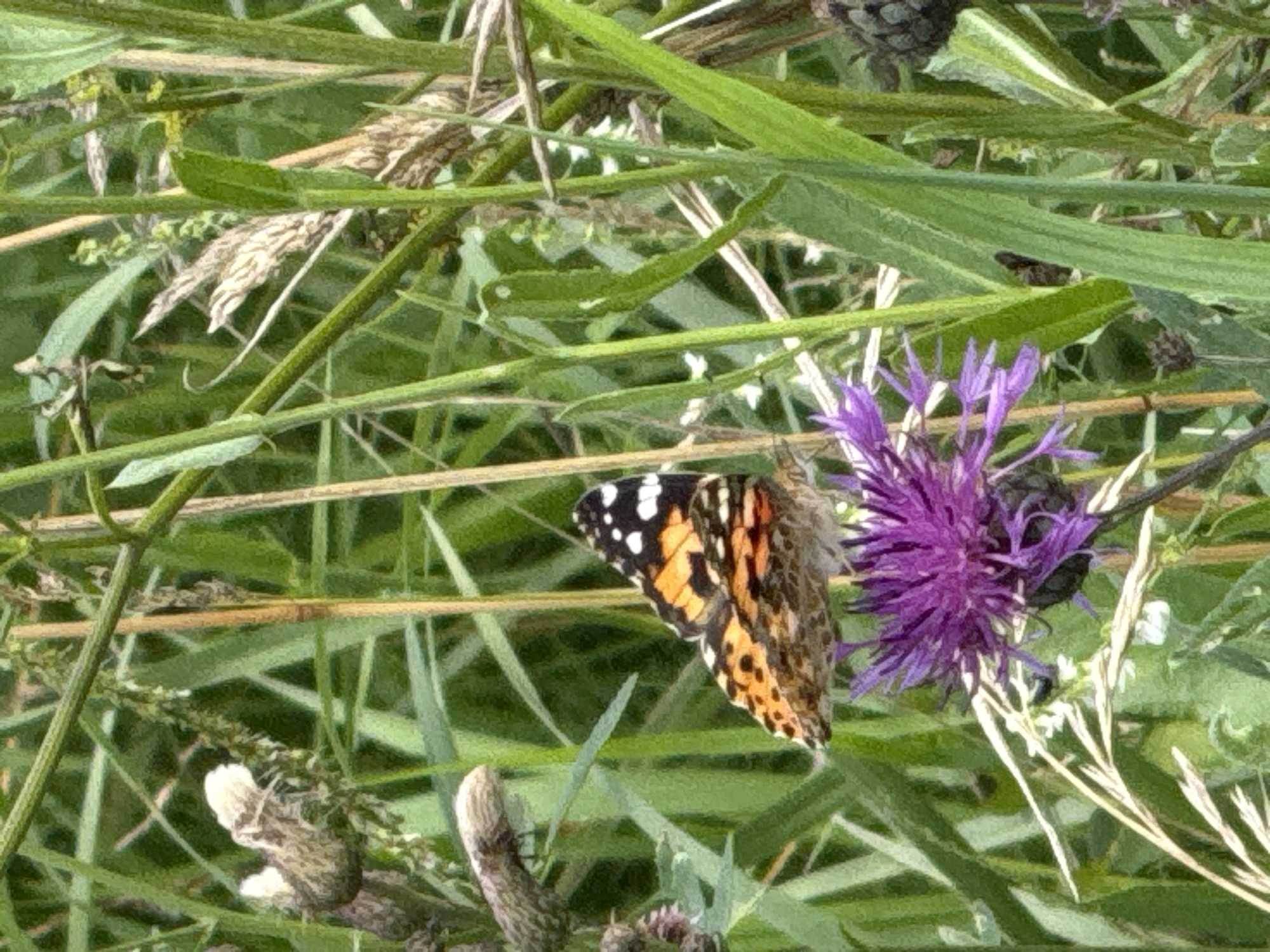 In a natural, outdoor setting, likely within the city of Turinsk, Russia, a painted lady butterfly is perched on a purple thistle flower. The butterfly's wings are a vibrant mix of orange, black, and white. The surrounding environment is characterized by lush green foliage and tall grasses, with hints of dried stalks and seed heads interspersed. The image is a close-up shot, focusing on the butterfly and the flower, with the background blurred, suggesting a shallow depth of field. The lighting appears natural, indicating it was taken during daylight hours. No people are visible in the scene.