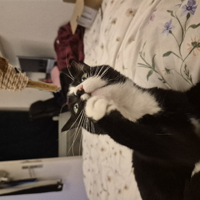 A black and white domestic cat, displaying a tuxedo pattern with green eyes and prominent white whiskers, is captured mid-action on a floral-patterned bedspread. The cat is looking upwards with its mouth slightly agape, and its right front paw is raised, directed towards a cat toy consisting of a wooden stick wrapped in natural fiber twine, partially visible above. The scene takes place within an indoor residence located in Strasbourg, France. The blurred background reveals elements consistent with a bedroom, including a wardrobe, a dark chair, a television screen, a cardboard box, and a maroon garment.