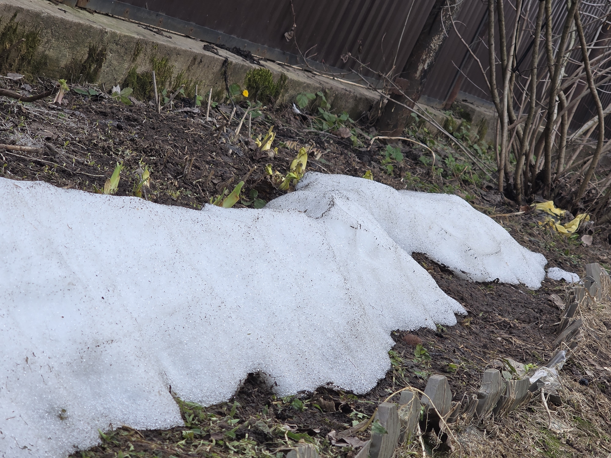 The image displays a ground-level view of an outdoor scene in Chaikovsky, Russia, capturing the transition from winter to spring. Patches of granular, melting snow rest on dark, damp soil, indicating a thaw. Numerous green plant shoots are visible, emerging from the ground beneath and around the melting snow. A single bright yellow flower blooms on the left side of the frame, hinting at early spring growth.
In the background, a moss-covered concrete foundation or wall runs horizontally, topped by a dark, corrugated metal structure, possibly part of a building or fence. To the right, a cluster of bare, slender tree or bush branches stands against the metal structure. In the foreground, a small, weathered wooden fence or border is partially visible at the bottom right.
The scene conveys a sense of natural renewal and the end of the cold season. The lighting suggests it is daytime, likely overcast. No visible text is present in the image.