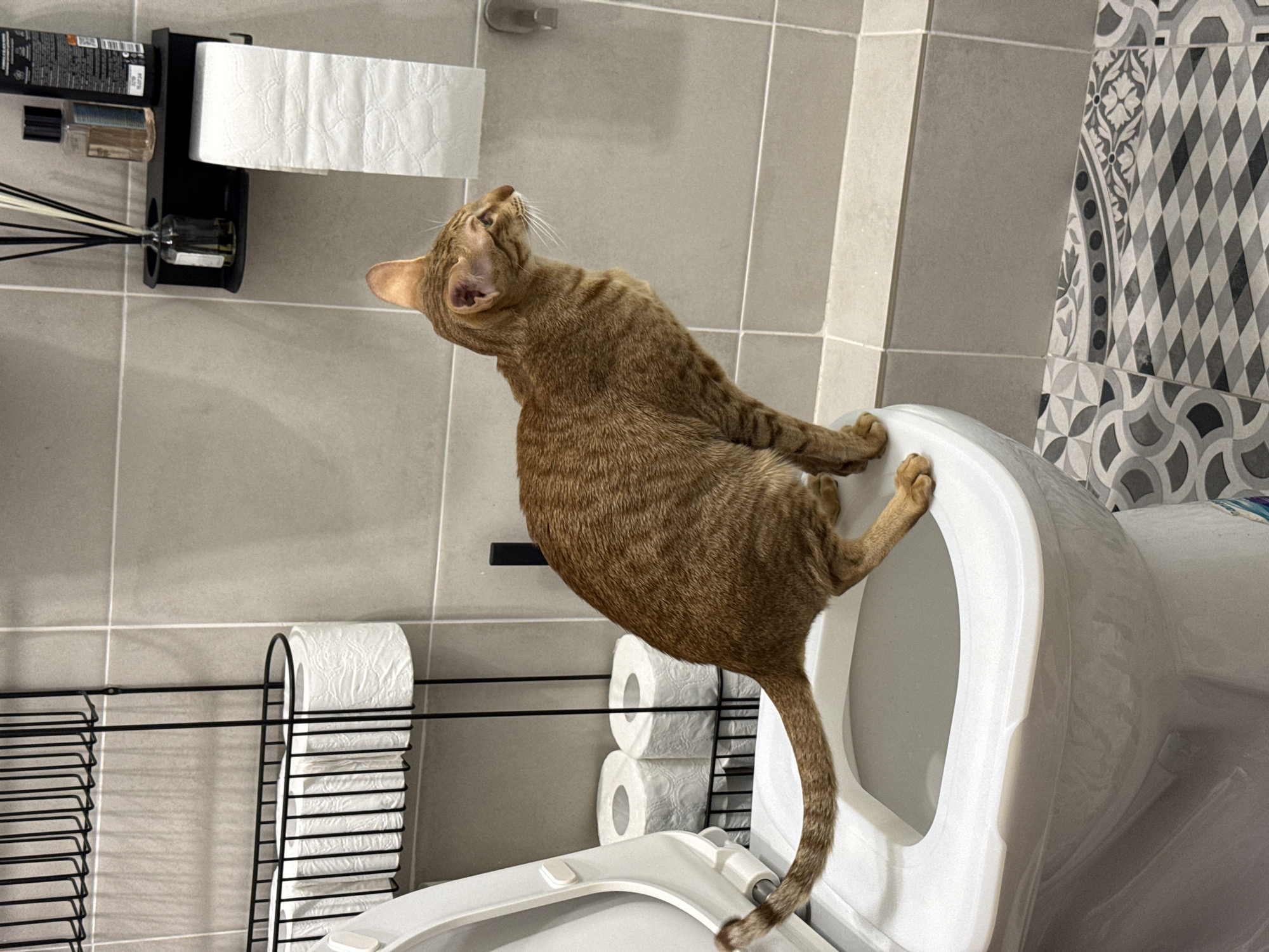 An orange tabby cat is perched on a white toilet in a bathroom. The bathroom has grey tiled walls, with a section featuring patterned tiles near the top right. A toilet paper holder and a shelf with toiletries are mounted on the wall to the left. Another toilet paper holder, filled with toilet paper, is situated near the lower left. The image was taken indoors, in a bathroom in an unknown part of the city of Khimki, Russia.