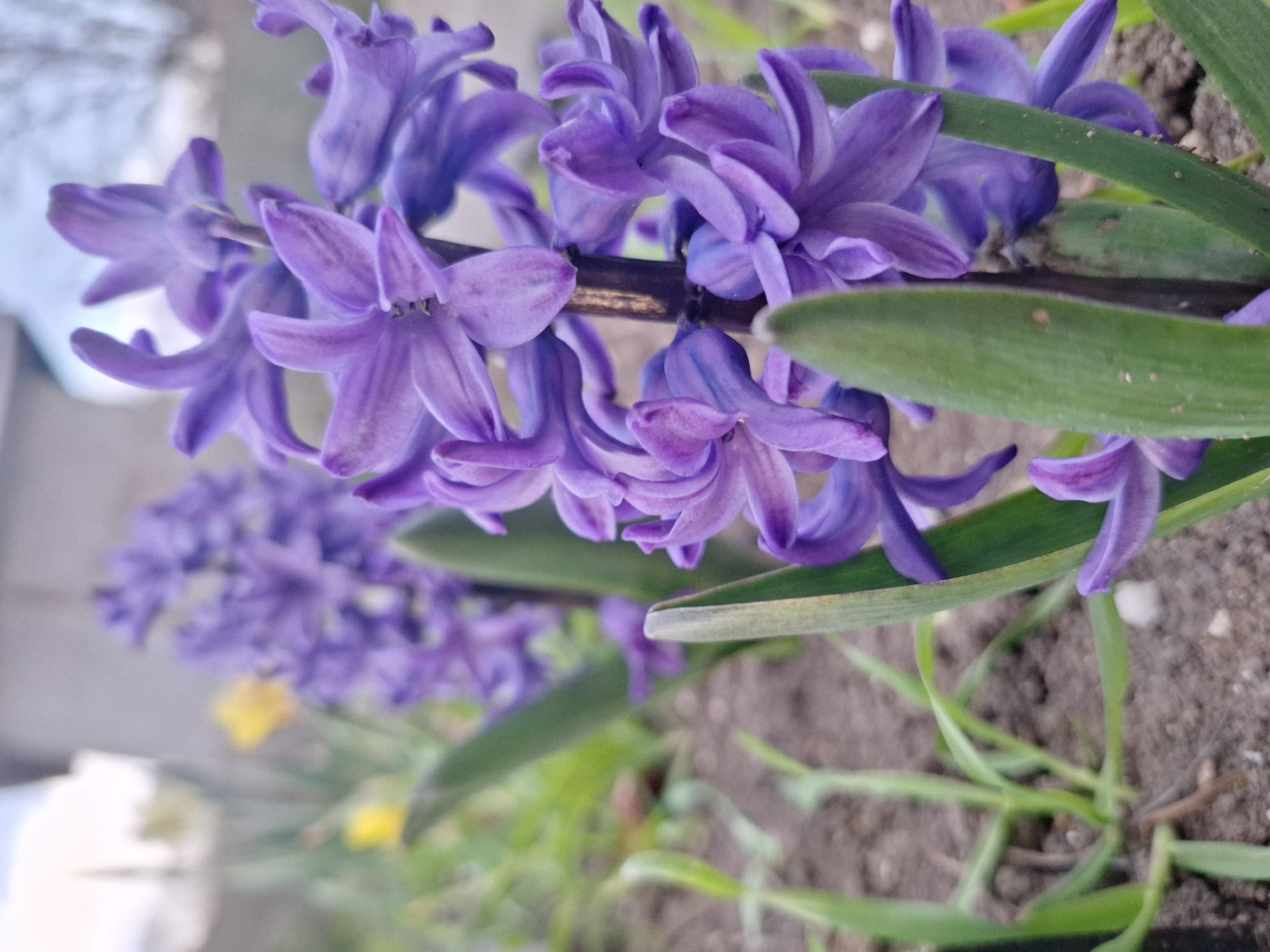 The image depicts a cluster of purple hyacinth flowers in bloom, situated in an outdoor garden setting. The flowers are densely packed along a central stem, with green leaves interspersed among the blossoms. The surrounding soil is visible, and there is some additional vegetation in the background. The location of the image is Unknown, Unknown.