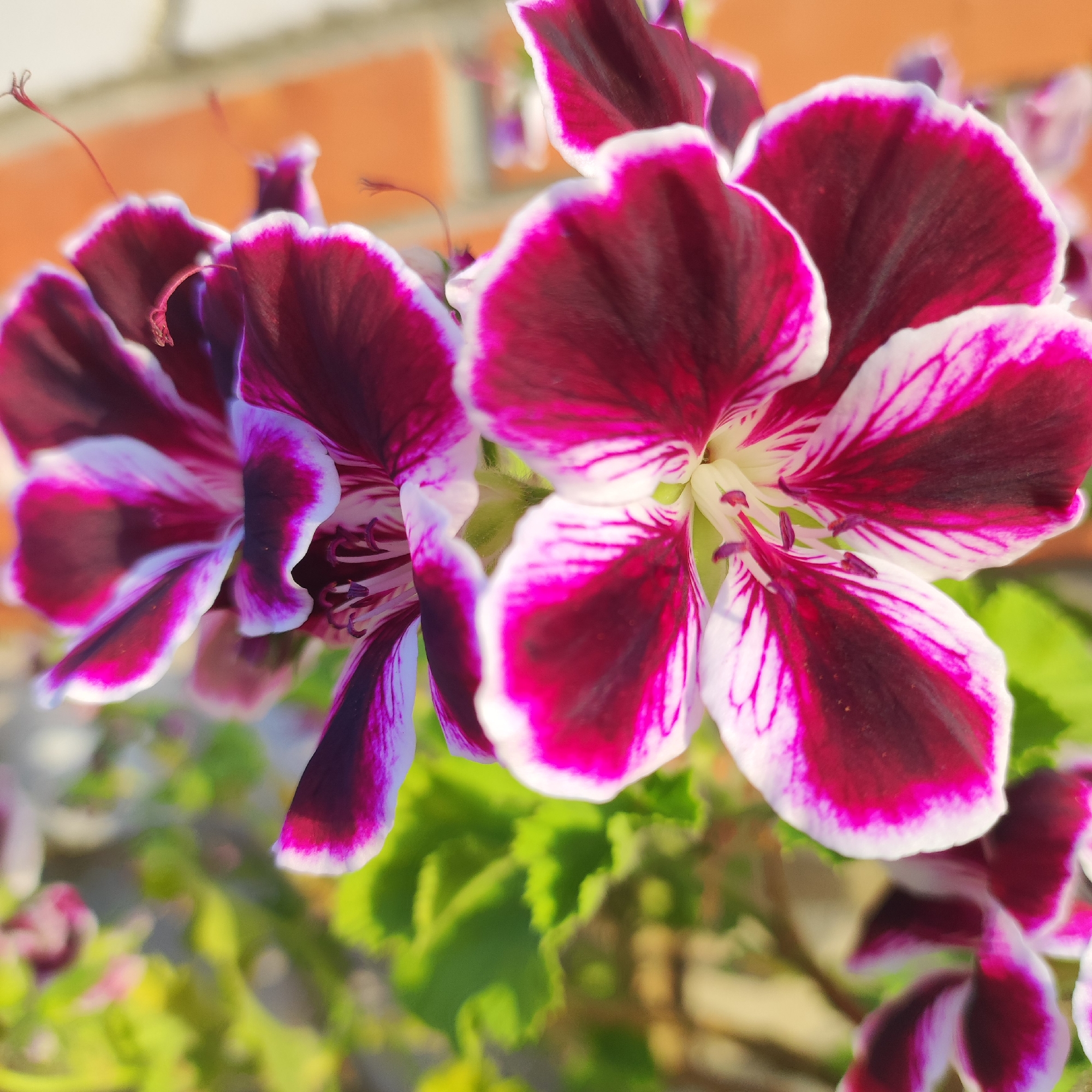 This is a close-up, eye-level, outdoor shot of several dark pink and white pelargonium flowers. The flowers are in various stages of bloom, with some petals unfurling and others fully open. The intricate details of the petals are highlighted, showing a deep magenta color with striking white edges and delicate white veining. The stamens, tipped with dark purple anthers, are visible in the center of the most open flower.
The background is softly blurred, suggesting a shallow depth of field, with hints of green foliage and a brick wall or building in warm, autumnal tones of orange and beige. The lighting suggests it is daytime, possibly late afternoon due to the warm hues in the background, and the overall impression is one of natural beauty and delicate detail. The scene is likely a garden or windowsill, given the combination of flowering plants and architectural elements. No people or text are visible in the image. The location context provided is Navoloki, Russia.