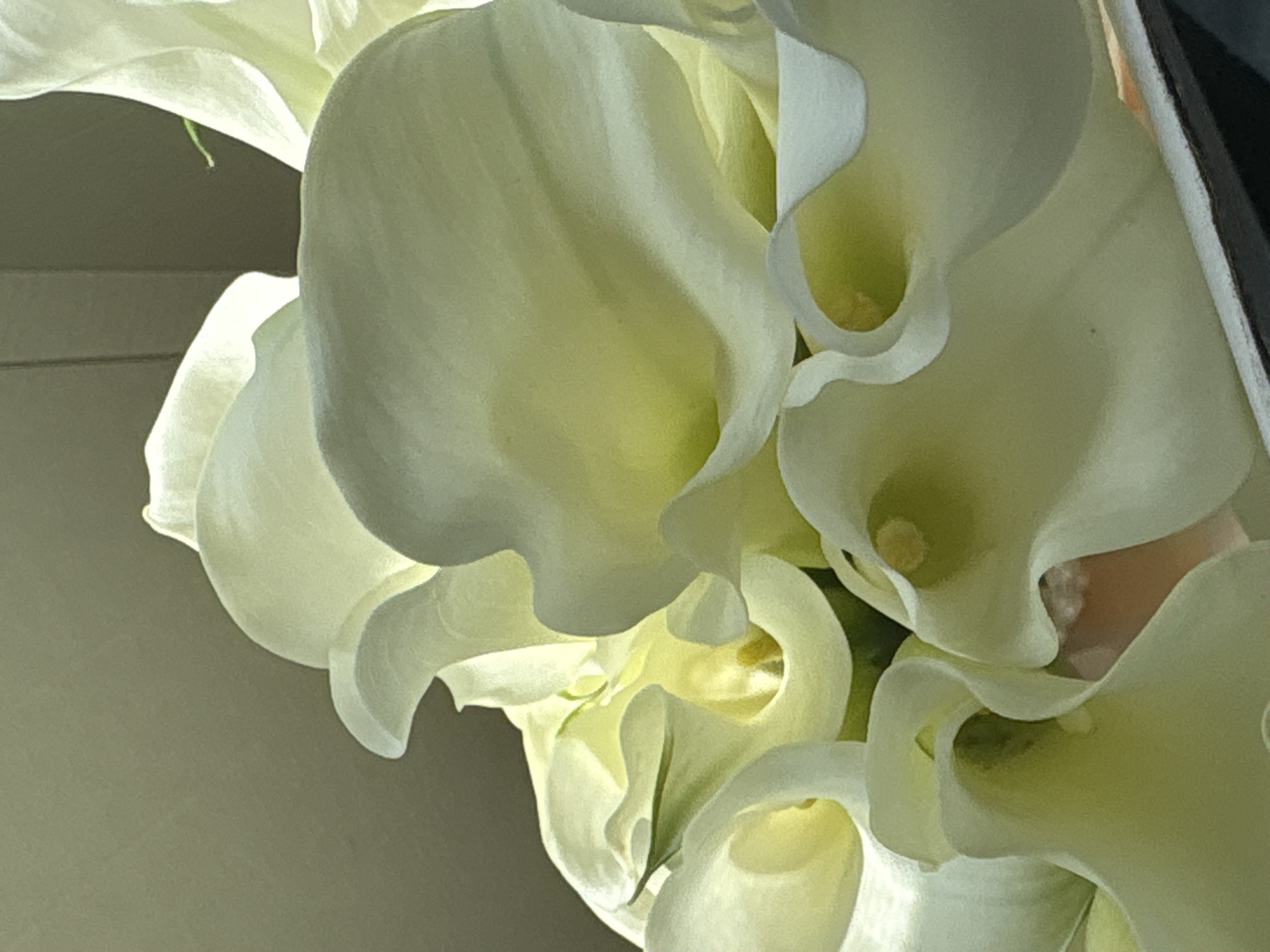 The image is a close-up, vertically oriented photograph of a bouquet of white calla lilies. The flowers are partially unfurled, revealing their trumpet-like interiors, which are tinged with yellow. The lighting is soft and directional, creating highlights and shadows that emphasize the sculptural forms of the petals. Some green stems are visible interspersed among the flowers. The background is out of focus and appears to be a muted, neutral color, possibly a wall or fabric, with some areas of shadow and light suggesting an indoor setting. There are no people or specific landmarks visible that would indicate a location in Perm, Russia. The overall impression is one of elegant simplicity and natural beauty.