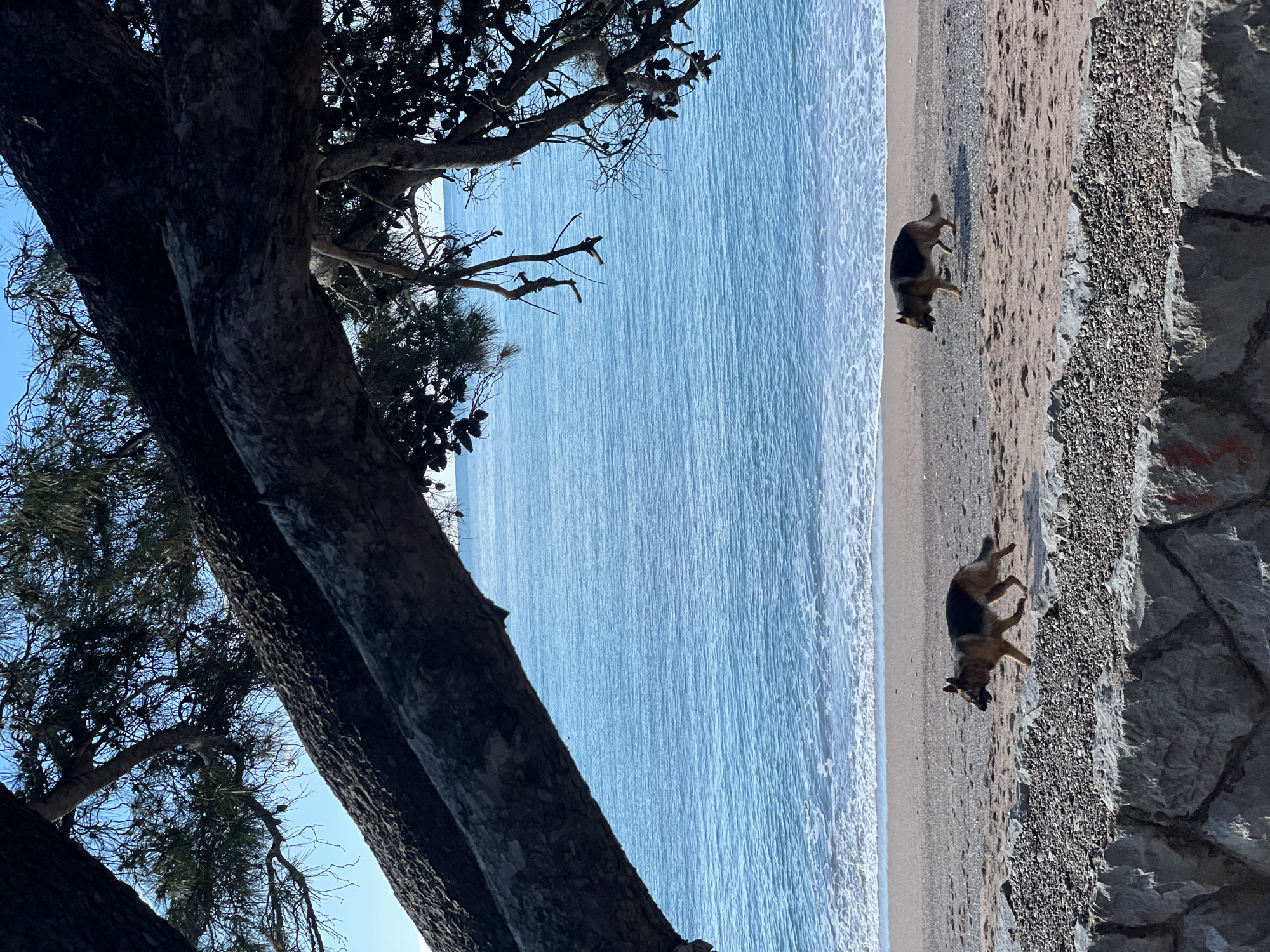 The image shows a beach scene in Rafailovići, Montenegro. The Adriatic Sea occupies the majority of the view, with gentle waves lapping the shore. Two German Shepherd dogs are on the sand, one standing and the other possibly in motion. The right side of the frame features a rocky embankment or wall. A tree with dark bark and sparse foliage frames the left side of the image. The sky is visible in patches through the tree branches.
