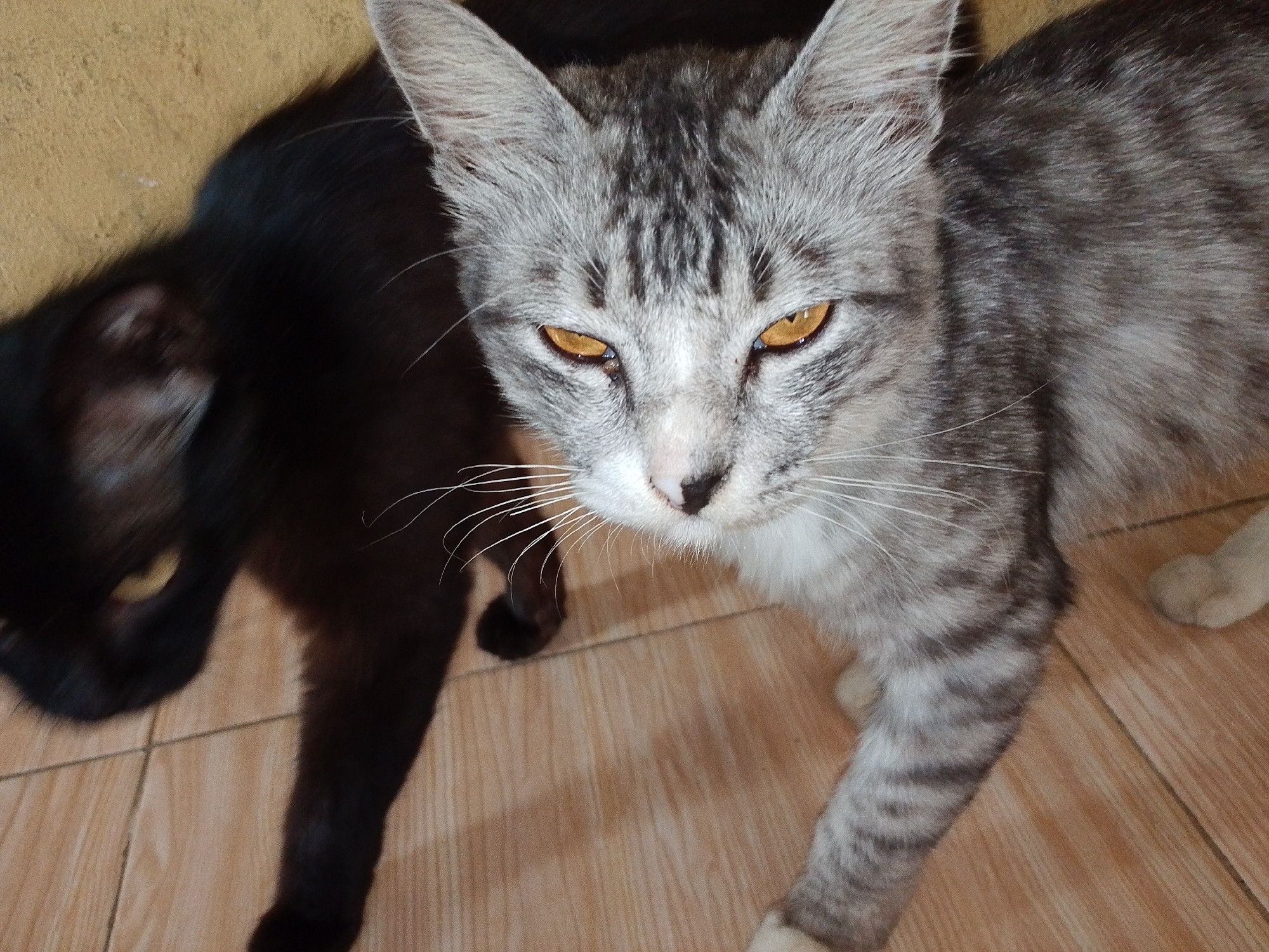 In an indoor environment, possibly a room with tiled flooring and a textured wall, two cats are present. The cat in the foreground is a tabby with gray and black stripes, and it has striking amber eyes. This cat is looking directly at the camera. To the left and slightly behind, a black cat is visible, its features blurred and out of focus. Its eyes also appear to be yellow or amber. The scene is illuminated by a light source, casting shadows on the wall and floor. The context suggests a domestic setting within Sukabumi, Indonesia.