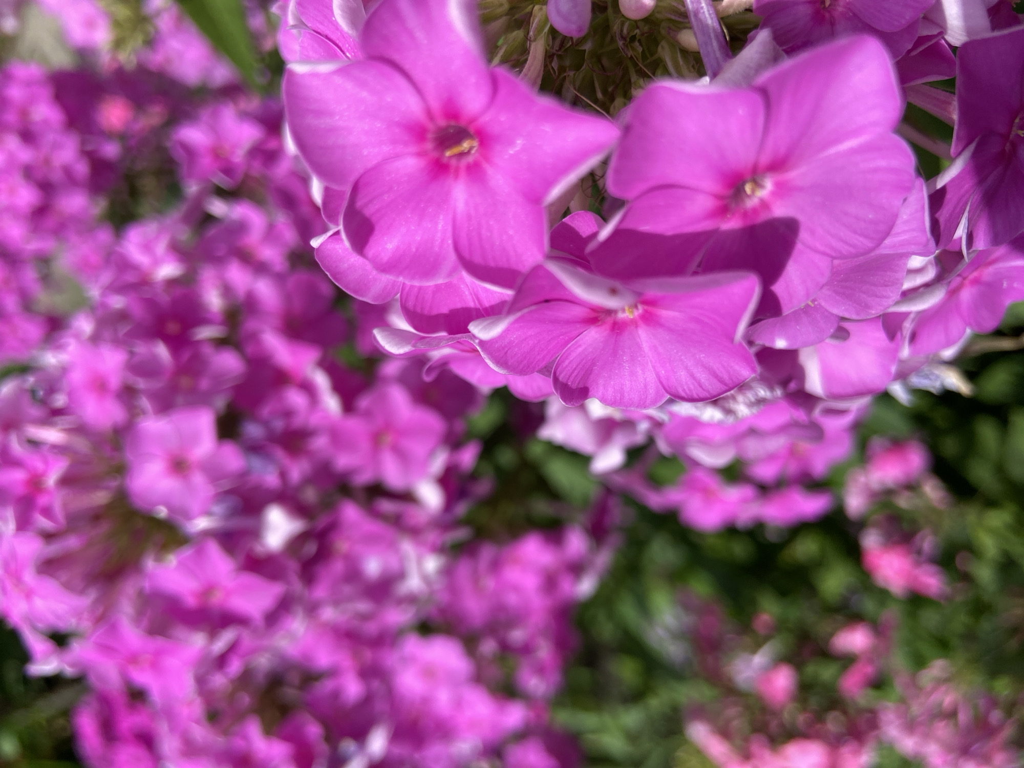 The image is a close-up, shallow-depth-of-field photograph of a cluster of bright pink phlox flowers. The flowers are in full bloom, with some petals showing white edges. The background is a blur of green foliage and more pink flowers, indicating a garden setting. The lighting suggests it is daytime, with natural light illuminating the scene. There are no people or any identifiable objects from the city of Blagoveshchensk, Russia, visible in the image. The focus is entirely on the floral subjects.