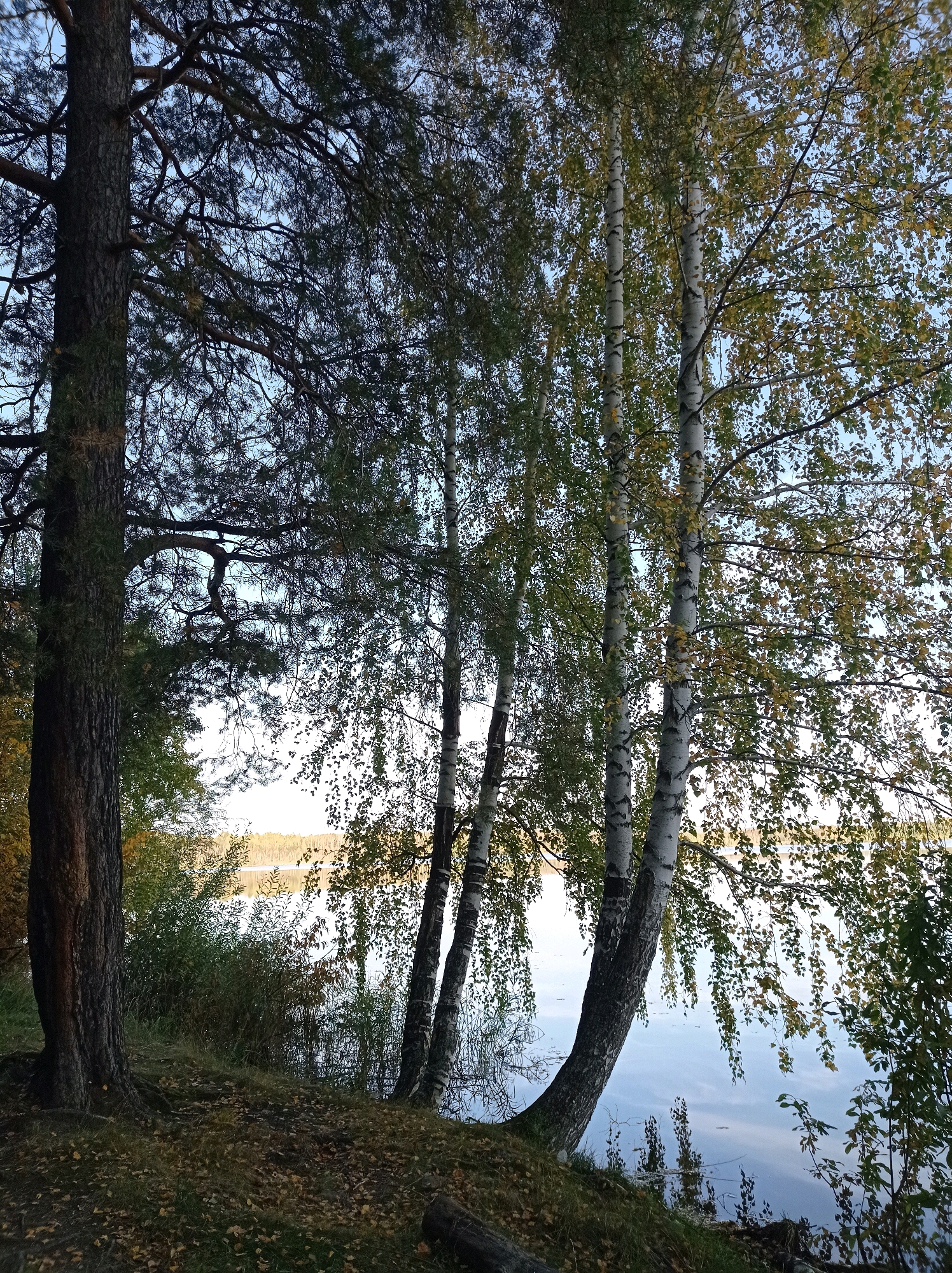 The image depicts a serene lakeside scene in Degtyarsk, Russia, likely during autumn. A large pine tree dominates the left foreground, its dark, textured bark contrasting with the lighter, smoother bark of several birch trees to its right. The birch trees are laden with leaves that are transitioning to yellow and green hues, some drooping gracefully towards the water. The ground is carpeted with fallen leaves, indicating the season. Beyond the trees, a calm body of water stretches towards a distant tree-lined shore under a pale blue sky. The water reflects the sky and trees, creating a sense of tranquility. No people or animals are visible in the scene. The overall impression is one of natural beauty and peaceful solitude.