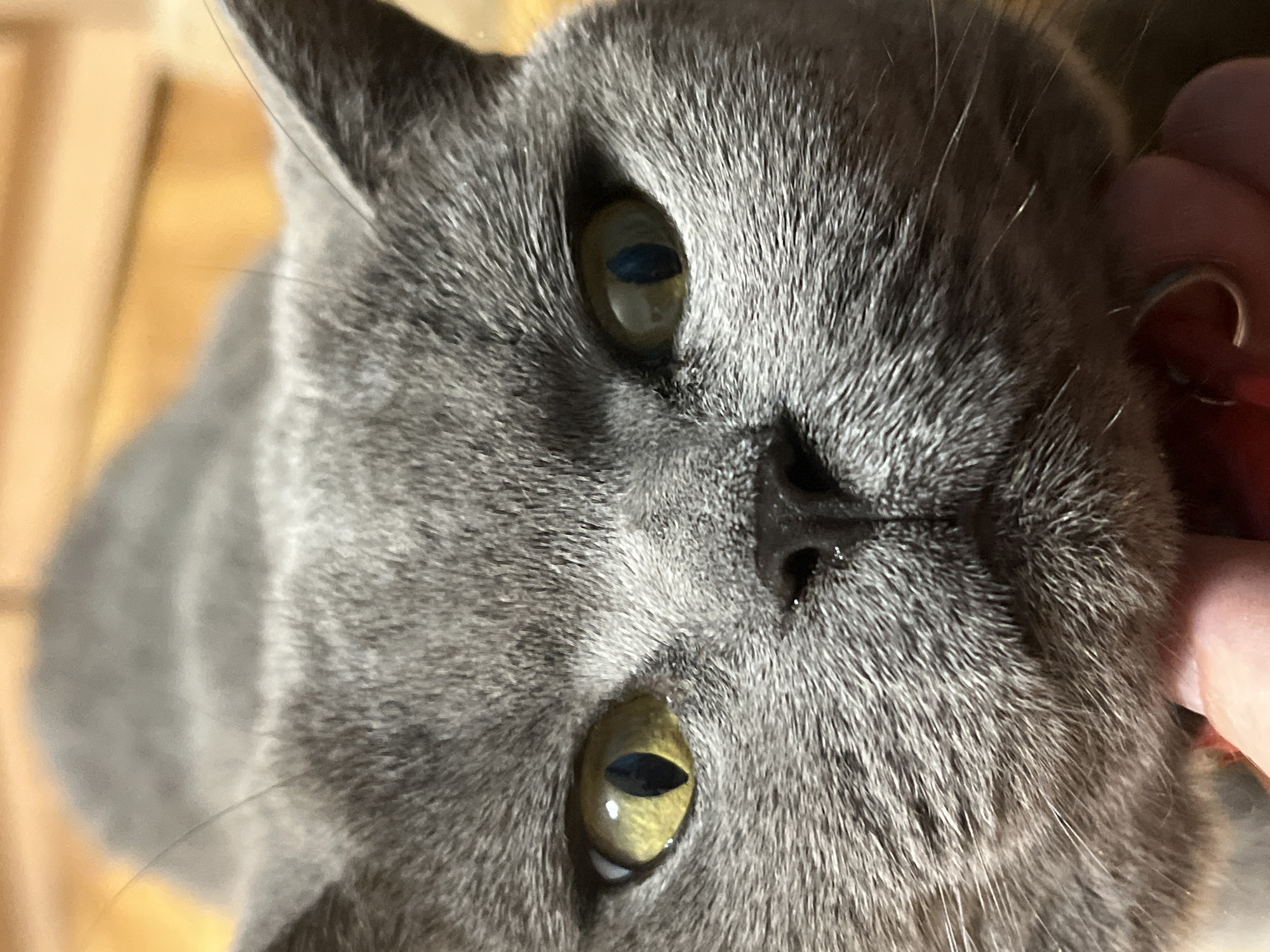 A close-up, head-on shot shows a grey cat with yellow eyes. The cat is looking directly at the camera. The background is blurred and appears to be an indoor setting with wooden furniture. A human hand is visible at the bottom of the frame, petting the cat. There is no identifiable information in the image that would place it in Sochi, Russia.
