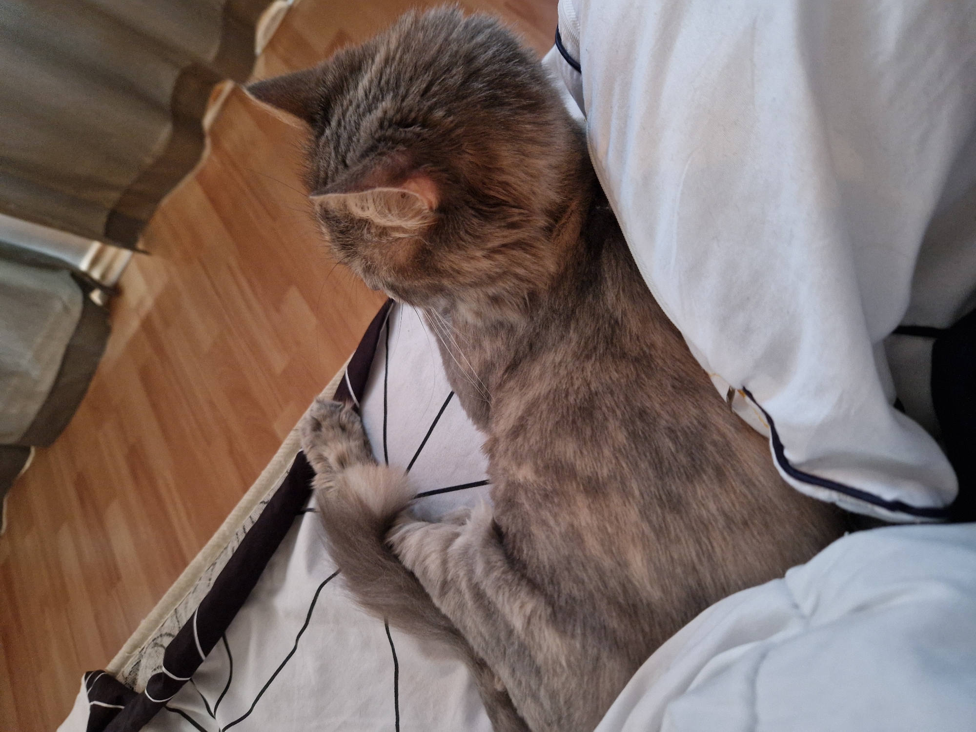 The image shows a domestic cat, primarily gray with tabby markings, resting on a white duvet with a black and white striped pattern, likely on a bed. The cat is positioned with its back to the camera, facing away from the viewer. Its head is turned slightly to the right, revealing its ear and some of its fur. The cat's front paws are tucked underneath its body, and its tail is curled around its hindquarters. The environment appears to be indoors, with a wooden floor visible in the background, partially obscured by curtains. There is no information or visual evidence in the image to indicate its location within the city of Lovech, Bulgaria. The scene depicts a common domestic setting.