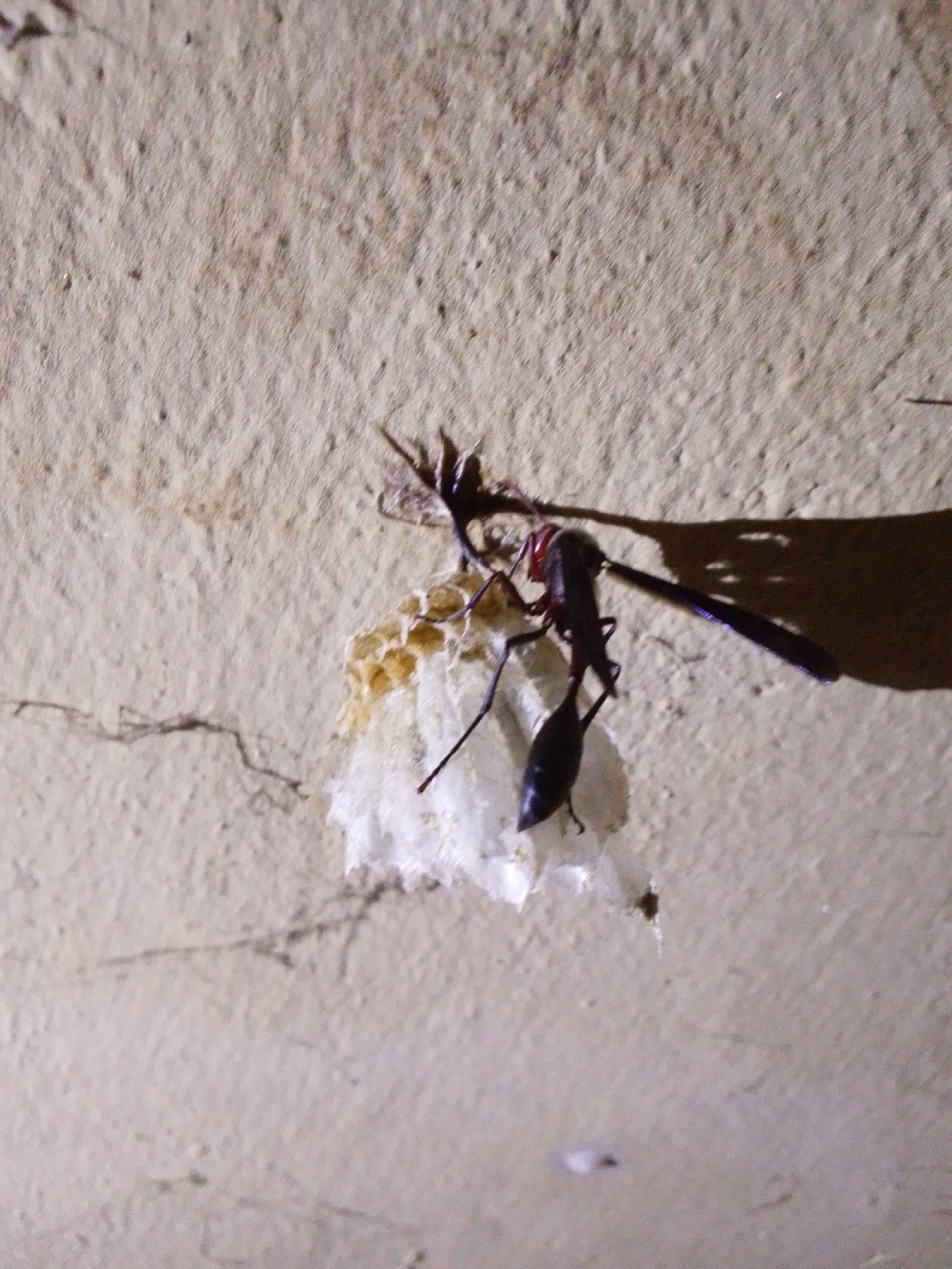 In Serti, Nigeria, a dark-colored insect, likely a wasp, is positioned on a light-colored, textured surface, possibly a wall or ceiling. The insect is dark, with a segmented body and long, thin legs. It is attached to a small, off-white, papery nest structure composed of multiple cells. The nest is partially obscured by the insect and appears to be attached to the same surface. The lighting in the image creates a shadow of the insect cast on the surface, extending to the right. The surface itself shows some texture variations and minor imperfections.