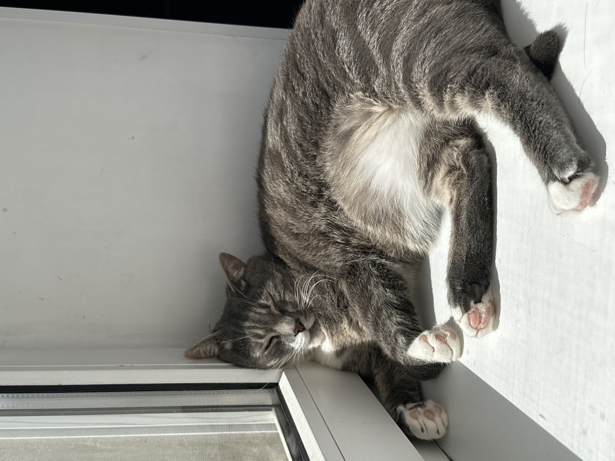 A grey tabby cat is sleeping on a white ledge in front of a window. The cat is curled up, with its eyes closed and its paws tucked underneath its body. Sunlight is streaming in through the window, casting a shadow on the ledge. The background is a plain white wall. The scene is indoors, in what appears to be a residential setting.