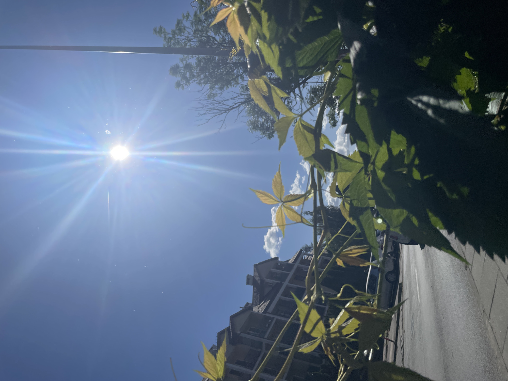 A low-angle, sun-drenched shot captures a scene in what appears to be an urban environment. The sun is prominent in the upper left, casting a bright flare. Green leaves from a vine fill the right side of the frame. A street runs along the bottom right with a parked car visible. A building rises in the background. A streetlight and some tree branches can be discerned in the upper portion of the image.