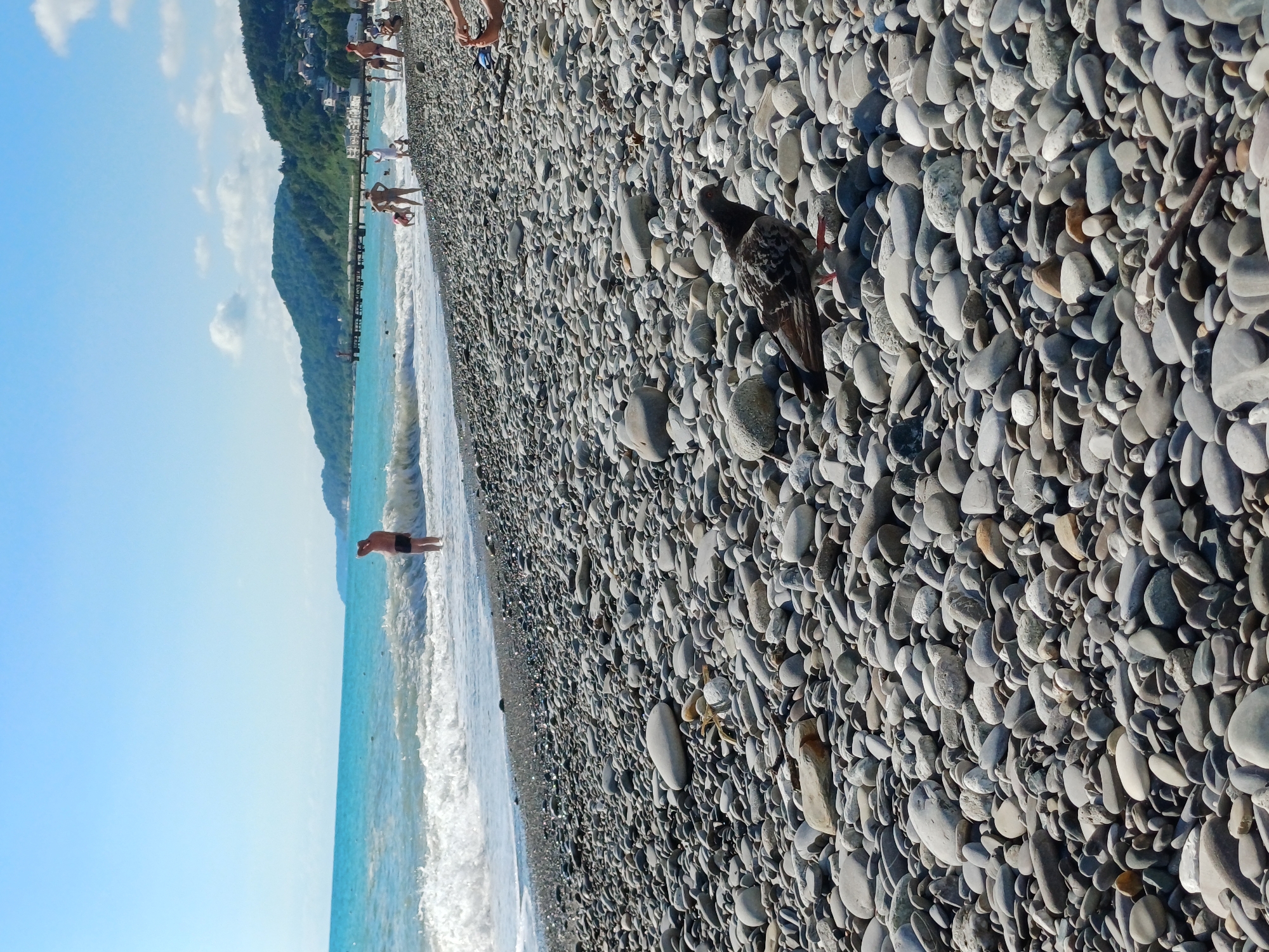 This is a sunny, daytime, eye-level photograph of a crowded pebble beach in Sochi, Russia, with the Black Sea in the background. The image is dominated by a dense carpet of smooth, gray and white pebbles of various sizes, filling the foreground and middle ground. In the foreground, a single pigeon stands on the pebbles, looking to its right. The sea is a vibrant turquoise with white, foamy waves breaking on the shore.
Further back, a few people are visible along the waterline and on the beach. One man in black shorts stands knee-deep in the water, facing away from the camera, with his hand on his head. Other beachgoers, dressed in swimwear, are scattered across the beach and in the water. In the distance, a long pier extends into the sea, with people walking on it. Beyond the pier, lush green hills rise, dotted with houses, indicating the coastal urban landscape of Sochi. The sky is a clear, bright blue with a few scattered white clouds. The overall impression is of a bustling summer day at a popular seaside resort.
