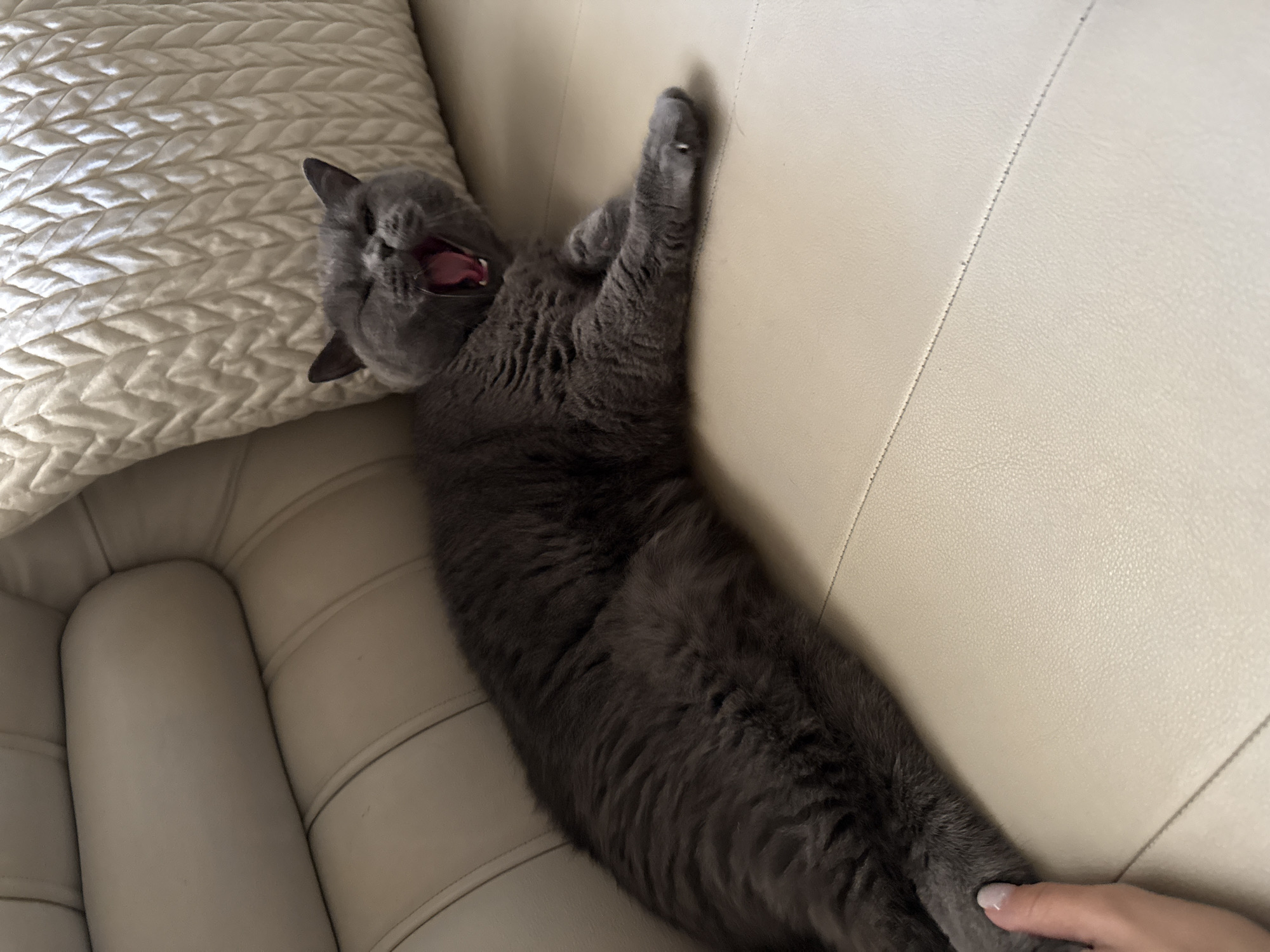 A British Shorthair cat is yawning on a light beige leather sofa, with its mouth wide open showing its pink tongue and teeth. The cat is dark gray and lying on its side, stretched out with its front paws extended. A person's hand with painted fingernails is reaching out towards the cat's front paw. Behind the cat is a cream-colored textured pillow. The scene appears to be indoors, likely in a living room. The location is unknown and not specified.