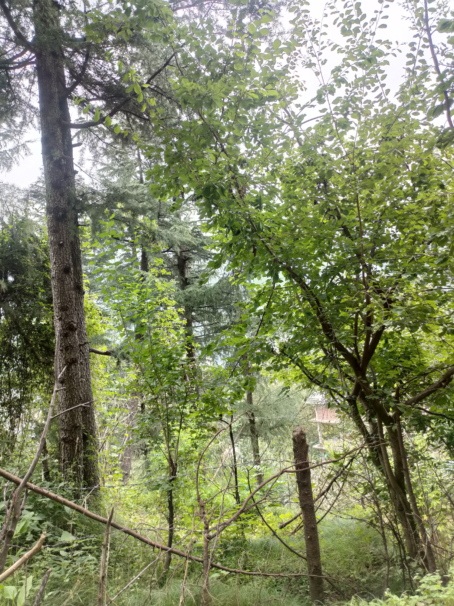This is a vertical, medium-angle, outdoor, full-shot image of a dense forest. The foreground is occupied by a thick tree trunk on the left, and a broken tree trunk in the center, with thin branches and wire forming a diagonal line across the lower portion of the image. There is a dense canopy of green leaves overhead, obscuring much of the sky. In the background, more trees are visible, some with a feathery, coniferous appearance, and others with broader leaves. A small, rustic building with a red roof is partially visible through the trees in the upper right background. The scene is characterized by abundant vegetation and a sense of natural, undeveloped wilderness. The lighting suggests an overcast or shaded day. There are no people or animals visible.