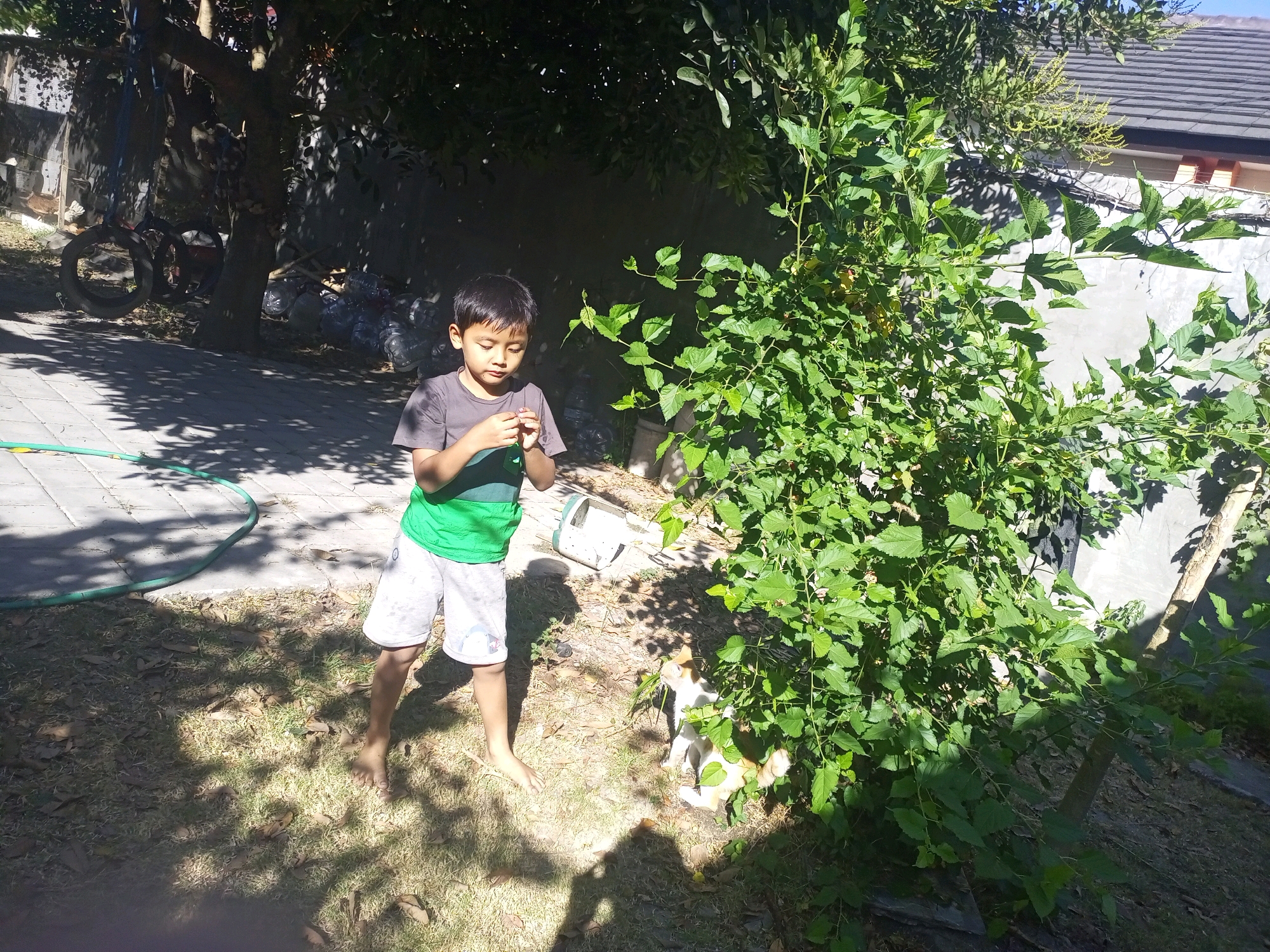 In Ngasem, Indonesia, a young boy stands barefoot on a patch of grass next to a dense green bush. He is wearing a grey t-shirt with a green stripe and light-colored shorts. His gaze is directed downwards, and he appears to be holding something small in his hands. The scene is illuminated by dappled sunlight, casting shadows on the ground, suggesting it is outdoors in a backyard or garden area. Behind him, a paved path is visible, with a green hose laid out on it. Further in the background, trees and a grey wall can be seen, and a portion of a tiled roof. To the right of the boy, a white and orange cat sits near the base of the bush, appearing to nibble on some grass.