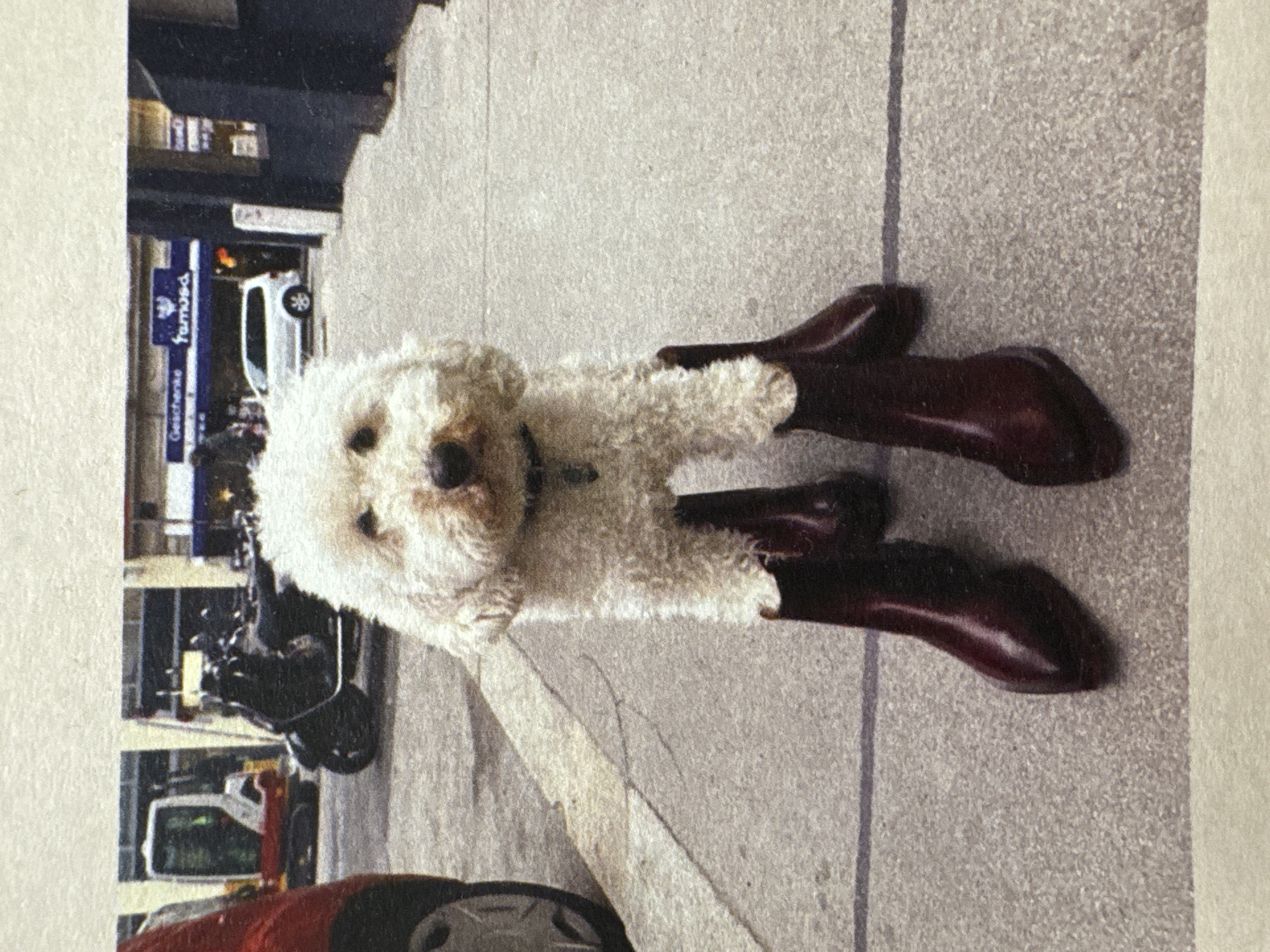 A fluffy white dog stands on a sidewalk, wearing dark red ankle boots. The dog is positioned centrally in the frame, facing forward with its head slightly tilted. In the background, a street scene unfolds. To the left, a red car is partially visible, and behind it, a small construction vehicle and a black scooter are parked. Further back, a white van is parked in front of a building with a blue awning that reads "Geschenke famosa." The sidewalk appears to be made of concrete, with visible cracks and lines. The environment suggests an urban setting.