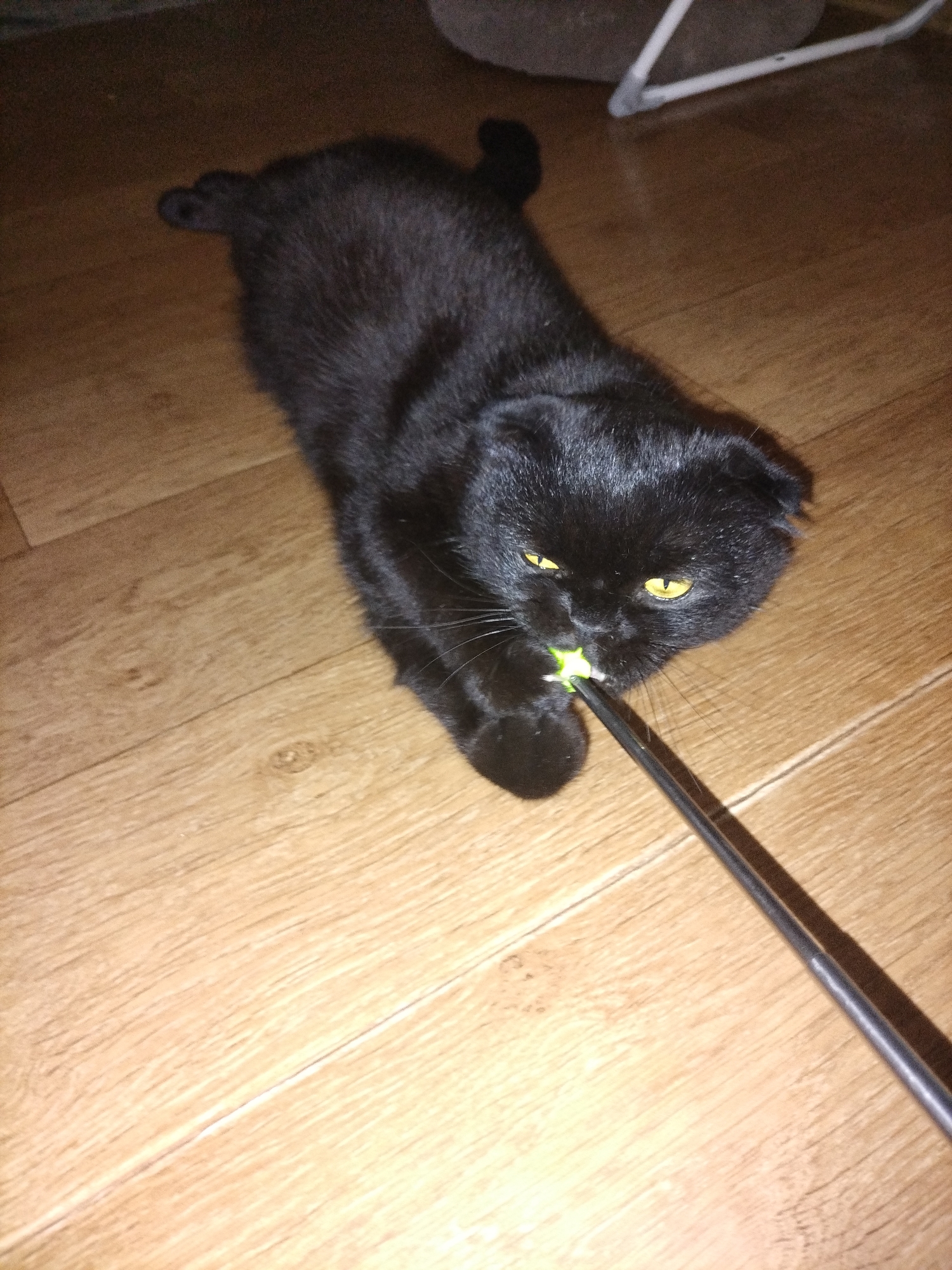 A black Scottish Fold cat with bright yellow eyes is lying on a wooden floor, playing with a thin, dark object that appears to be a wand or a stick. The cat is biting the end of the object, which has a small, bright green piece attached to it. The cat's ears are folded downwards, characteristic of the breed. The floor is made of light brown wooden planks with visible grain. In the background, a blurry object that resembles a cat bed or a piece of furniture can be seen. The lighting suggests an indoor environment, possibly a home. The scene is captured from a high angle, looking down at the cat.