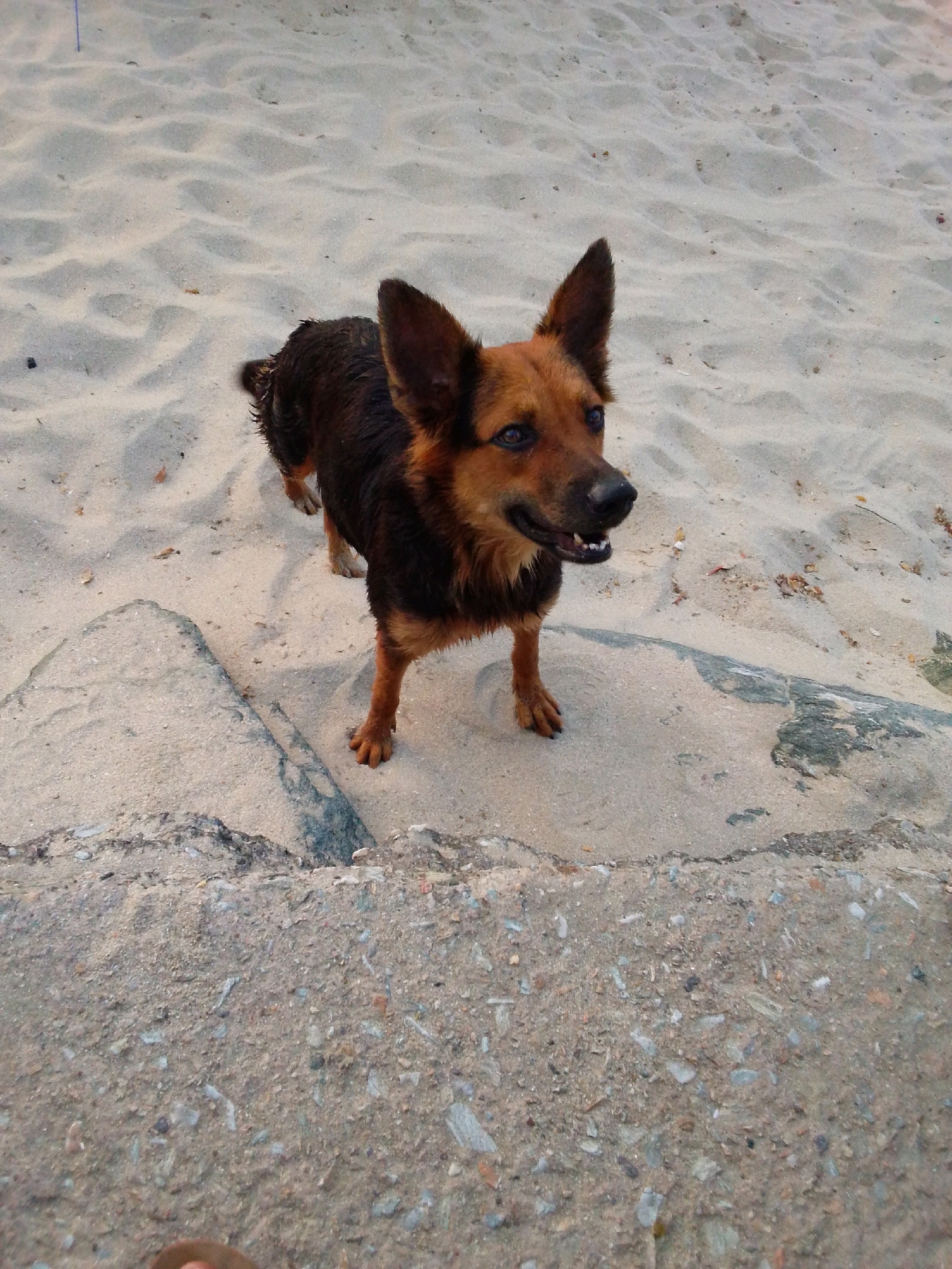 A medium-sized dog with brown and black fur stands on a sandy beach. The dog's ears are erect and its mouth is slightly open, revealing its teeth. The dog appears to be looking towards the left of the frame. The background consists of sand with some scattered debris, and a concrete structure is visible in the foreground and to the left of the dog. The lighting suggests it might be dusk or early morning.