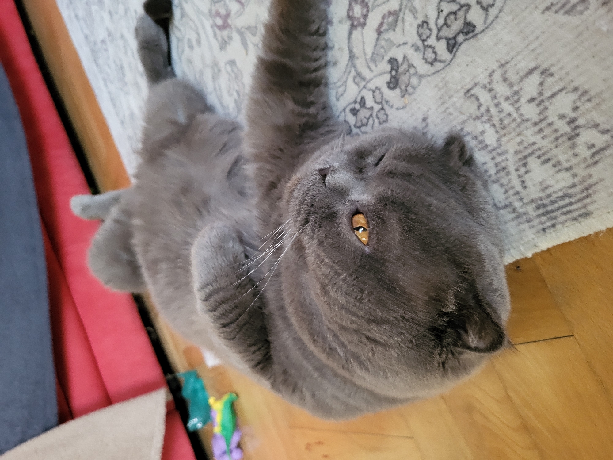 An adult, grey Scottish Fold cat is lying on its back on a rug. The cat's head is turned to the left, and its eyes are open and looking towards the camera. The cat's paws are extended in the air. In the background, there are some toys on a wooden floor, and furniture that appears to be a sofa.