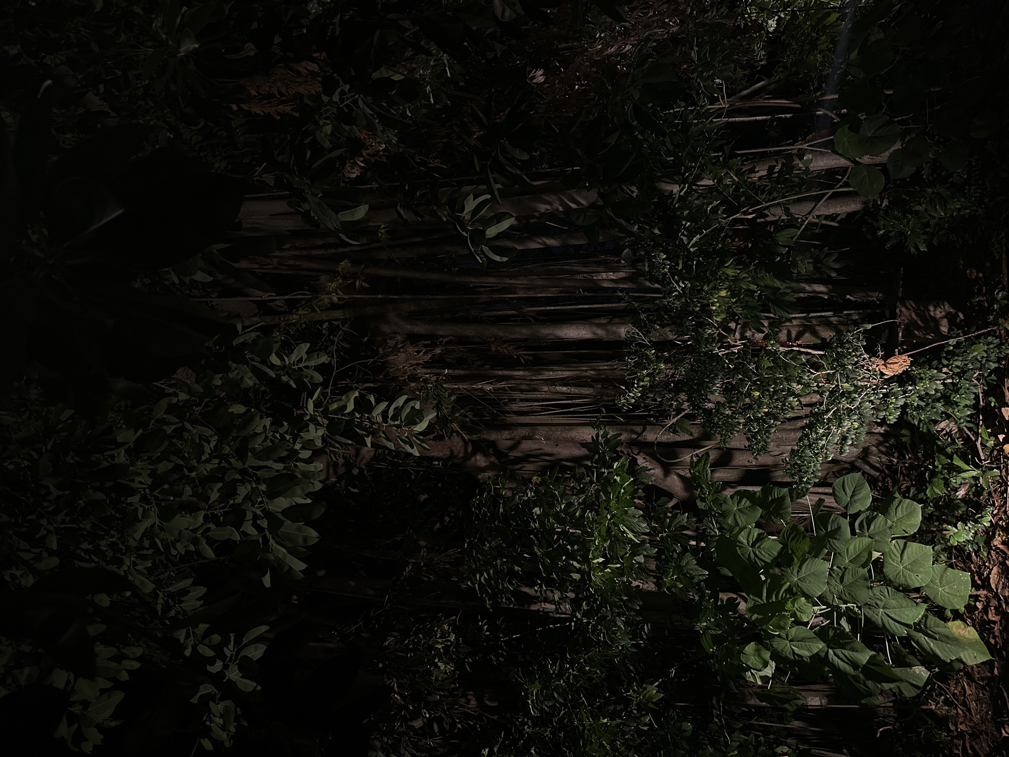 The image depicts a dimly lit outdoor scene, possibly at night. A wooden structure, seemingly a fence or a wall made of horizontal planks, forms the backdrop. Overgrown vegetation obscures much of the structure. Various types of plants and bushes with different leaf sizes and shapes are visible. The lighting is uneven, with some areas cast in deep shadow, while others are illuminated. The location appears to be in Phuket City Municipality, Thailand.