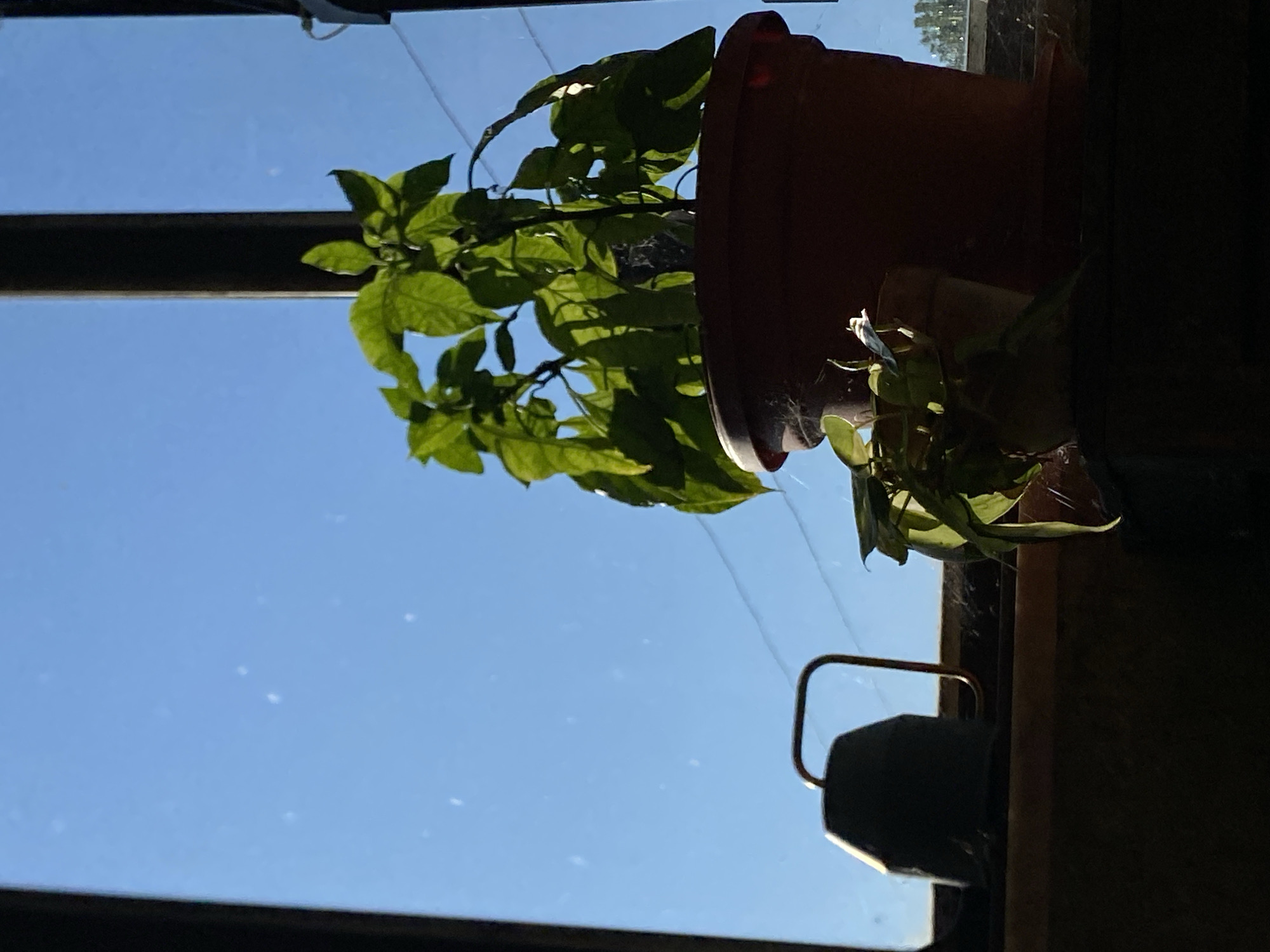 The image shows two potted plants in front of a window with a clear blue sky visible. The plant on the right is larger and in a terracotta pot, with vibrant green leaves. To the left of this plant is a smaller potted plant. A dark object, possibly a watering can, is positioned to the far left of the image. The lighting suggests it is daytime, with sunlight casting shadows. The scene appears to be indoors, looking out of a window, likely in a residential setting. No specific location in Belgrade, Serbia can be determined from the image alone.