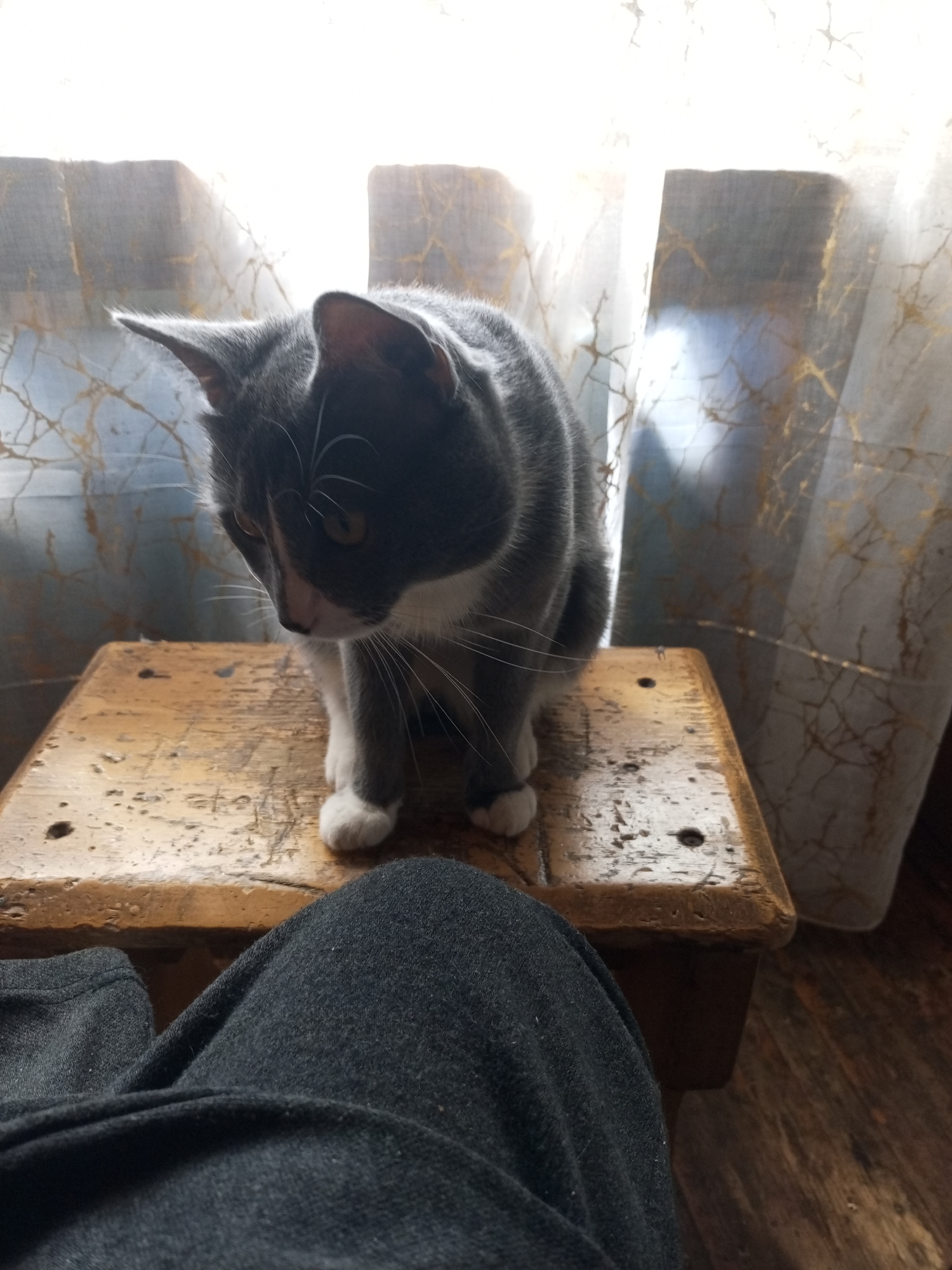 In Vsevolozhsk, Russia, a medium shot captures a domestic scene featuring a gray and white cat perched on a wooden stool. The cat, with its body turned to the left and head tilted downwards, gazes intently at something out of frame. Its ears are erect and pointed forward, indicating alertness. The stool, worn and showing signs of age with visible texture and imperfections, sits on a wooden floor. In the foreground, the dark, textured fabric of a person's pants is visible, suggesting the viewer is seated or positioned close to the stool. Behind the cat and stool, sheer curtains with a subtle, irregular gold pattern are illuminated by natural light filtering through from an unseen window. The overall lighting is soft and diffused, creating a relaxed and intimate atmosphere within what appears to be a home environment.