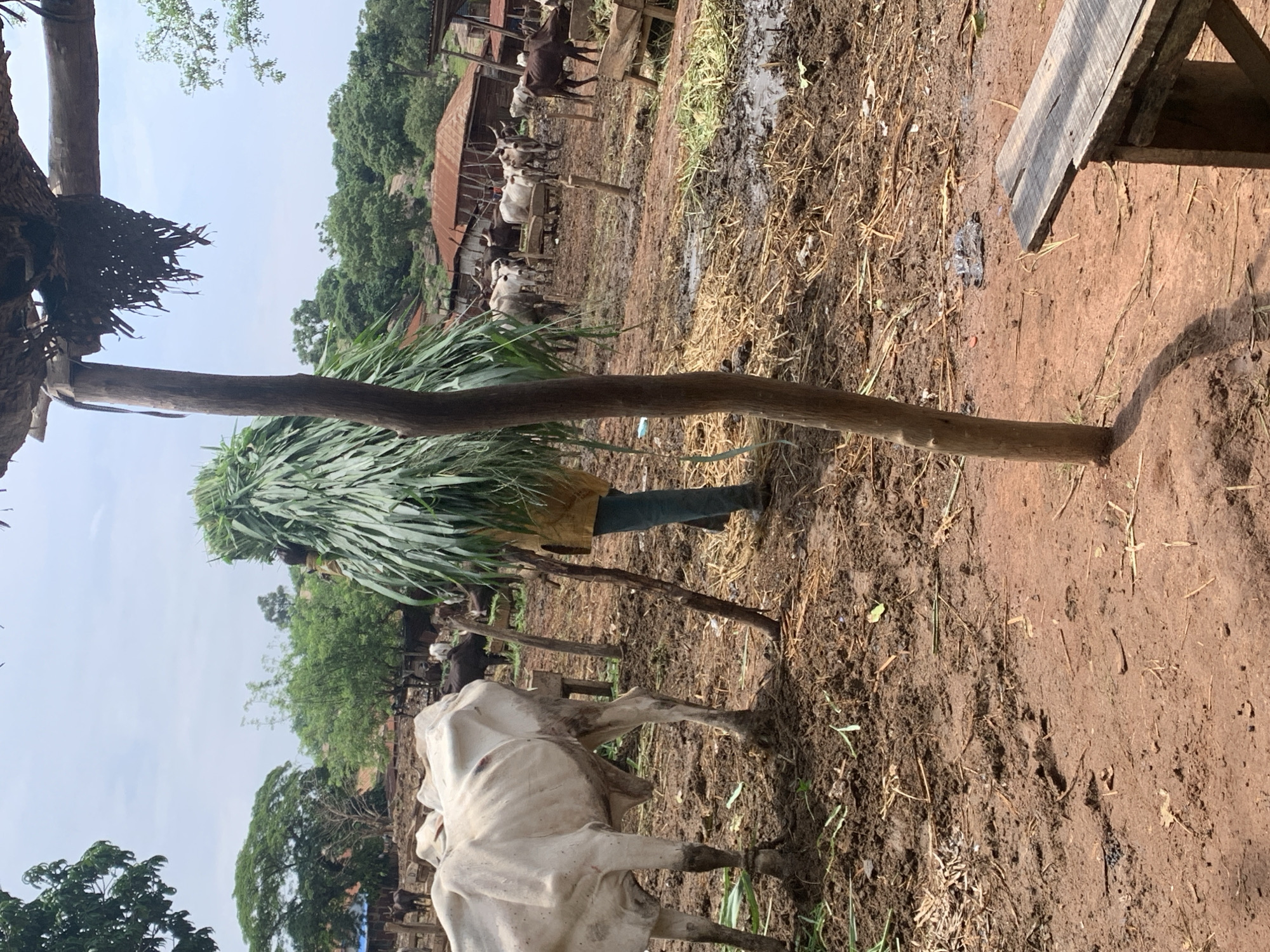 The image shows a rural scene, likely a farm or village, with several cows and a person carrying a large bundle of greenery. The ground is muddy and covered with straw and dirt, suggesting it has recently rained or is a wet environment.
In the foreground, a person is partially visible, wearing dark trousers and possibly boots, carrying a substantial load of what appears to be freshly cut grass or fodder on their head and shoulders. This bundle is green and leafy, obscuring much of the person.
Several cows are scattered throughout the scene. Some are standing in the mud, while others are gathered near a wooden structure that could be a shelter or feeding trough. The cows are of various colors, predominantly white and dark brown or black.
In the background, there are simple buildings with corrugated metal roofs, hinting at a traditional or developing settlement. Trees and lush greenery are visible, indicating an outdoor environment. The sky is bright and appears to be daytime, with no strong shadows suggesting a specific time.
The overall impression is one of agricultural activity, with the person preparing feed for the animals. The setting is rustic and earthy, emphasizing the connection between the people, animals, and the land. There is no visible text in the image.