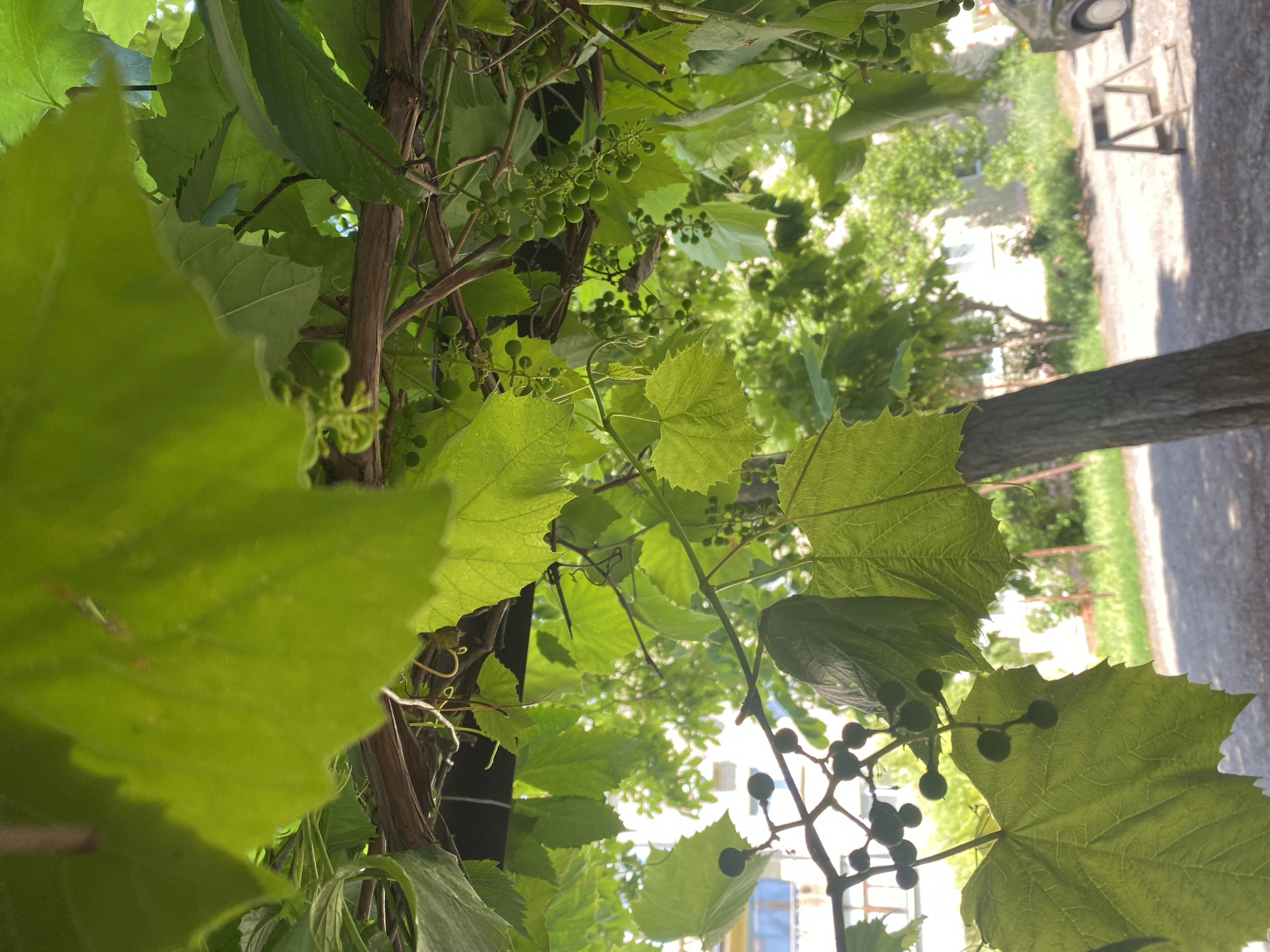The image depicts a close-up view of grapevines with green leaves and developing grapes, partially obscuring a backdrop of a building and trees. The scene appears to be outdoors in a residential area. In the foreground, the textured bark of a tree trunk is visible. The background shows a building with windows, green foliage, and a gravel or dirt path. A dark-colored car and a wooden A-frame structure are also present on the path. The lighting suggests it is daytime, with sunlight filtering through the leaves. The location in the city of Valuyki, Russia, is indicated by the context provided for this scene. There are no people visible in the image.