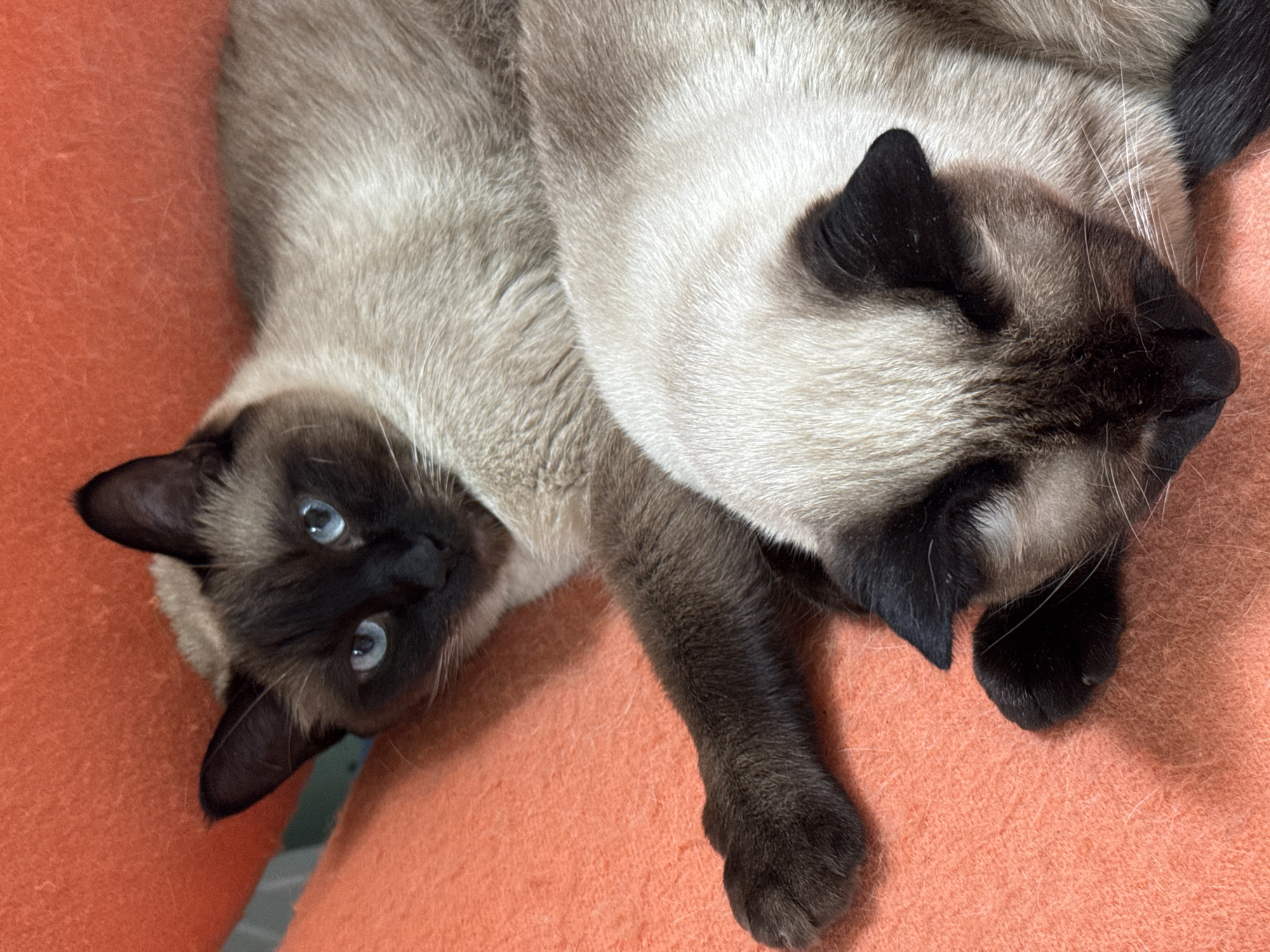 Two Siamese cats are resting on an orange textured surface. The cat in the foreground is curled up, with its face obscured. The cat behind it is looking at the camera with bright blue eyes. The environment appears to be indoors, on a piece of furniture. There is no indication of the city of Steklyannyi, Russia.