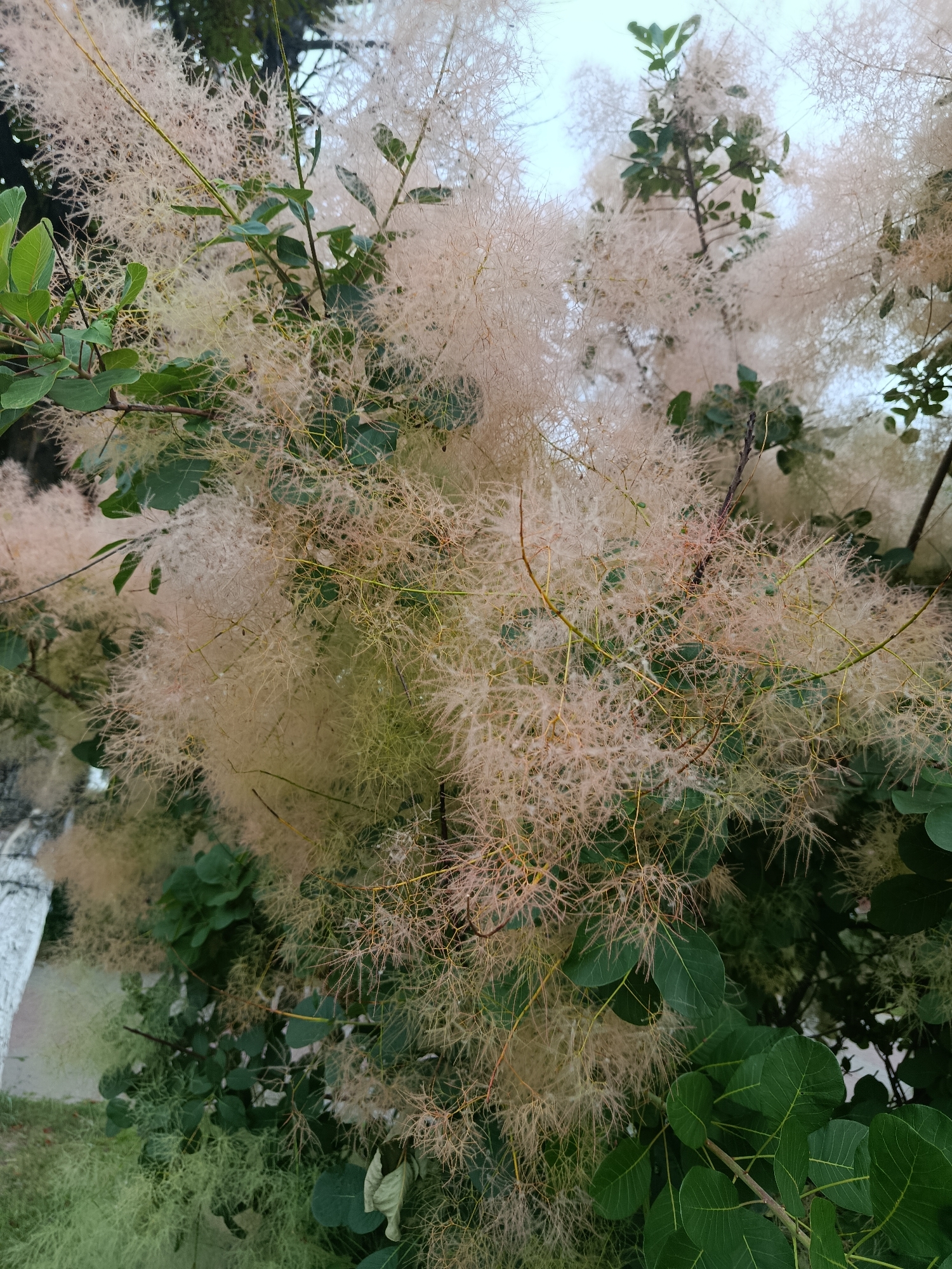 The image is a close-up, eye-level shot of a smoke bush tree in Zhlobin, Belarus. The tree is covered in its characteristic feathery, wispy, pinkish-tan flowers, which create a soft, hazy effect. Interspersed among the flowers are dark green, oval-shaped leaves. The background is out of focus, showing hints of green foliage and a light, overcast sky. In the lower left corner, a portion of a white structure, possibly a fence or wall, is visible. The overall impression is one of a lush, blooming tree in an outdoor urban setting.