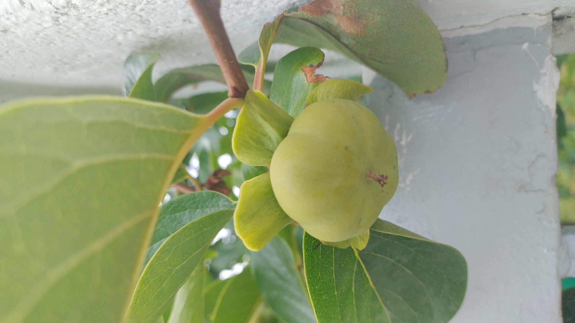 A close-up, vertical shot captures a single, unripe persimmon fruit hanging from a branch amidst lush green leaves. The fruit is pale green and round, with four green sepals at its base. A thin, brown stem extends from the top of the fruit. The leaves surrounding the fruit are large and oval-shaped, with prominent veins. The background consists of a textured, light-colored wall, possibly a building exterior, in Νέα Κερασιά, Greece. The lighting suggests an overcast or shaded environment.