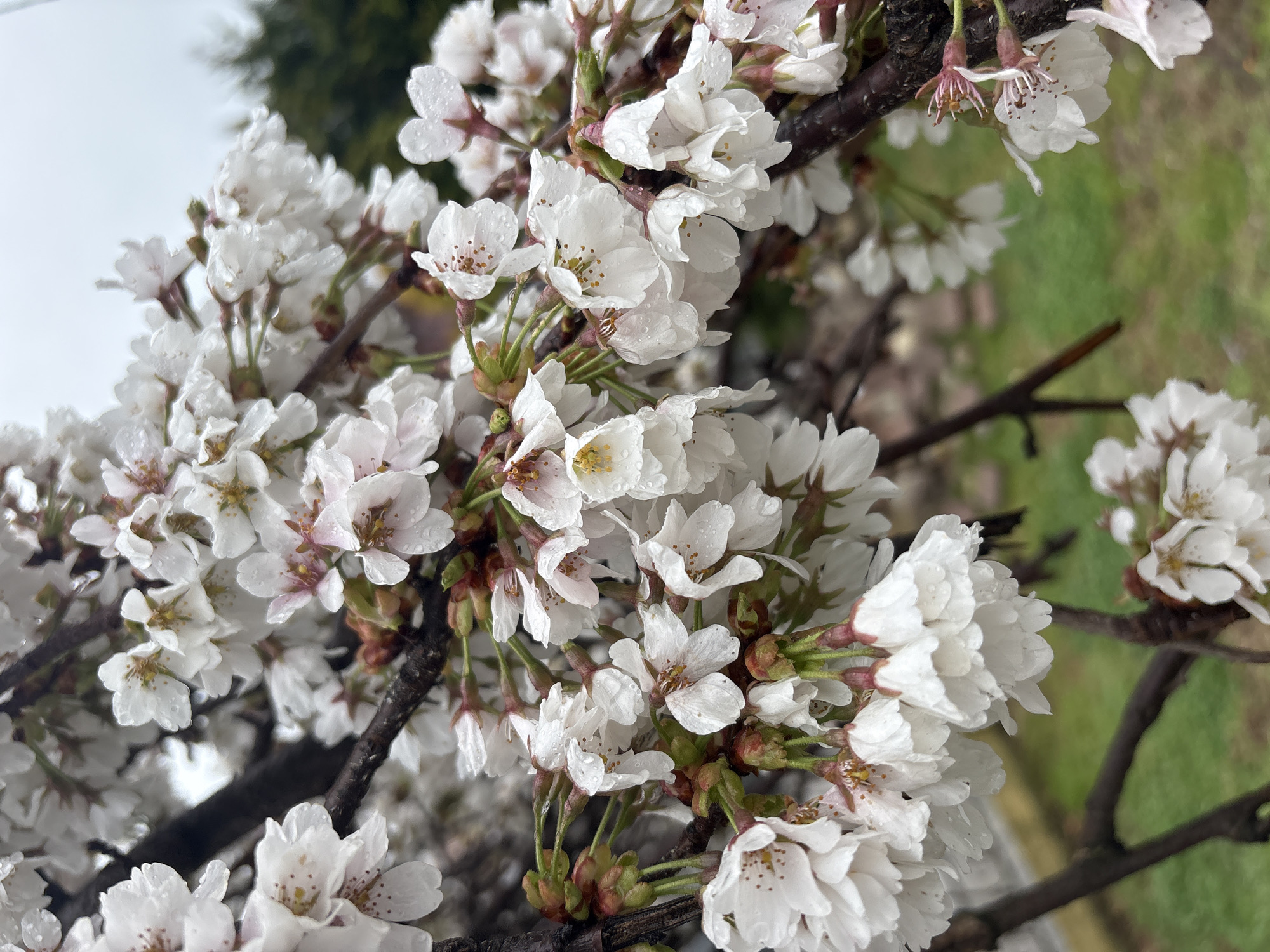 The scene, located in Tuapse, Russia, depicts a detailed view of flowering white cherry tree branches under overcast conditions. Multiple clusters of white cherry blossoms are prominent, each individual flower bearing five white petals, many of which are adorned with minute water droplets. Yellow anthers are visible within the open blossoms. Unopened buds, some displaying reddish-brown bases, are also present. The tree branches are dark brown and appear wet. The background features an out-of-focus, light grey sky at the top, transitioning to blurred green vegetation and ground elements, including what appears to be grass, towards the lower and mid-sections. There are no individuals or actions observed in the frame.