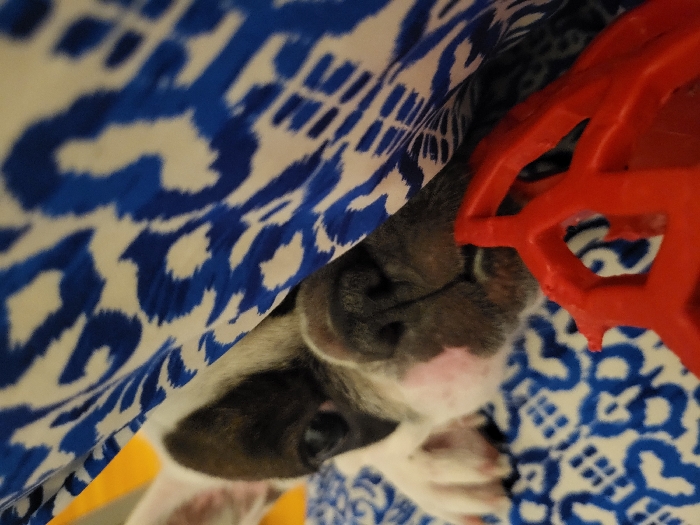 A Boston Terrier puppy is nestled between blue and white patterned fabrics and a red rubber toy. The dog's black nose is prominent, with soft pink skin visible beneath. The pup is either resting or hiding amongst the patterned textiles and toy. The blue and white fabric creates a cozy, almost cave-like setting for the dog.