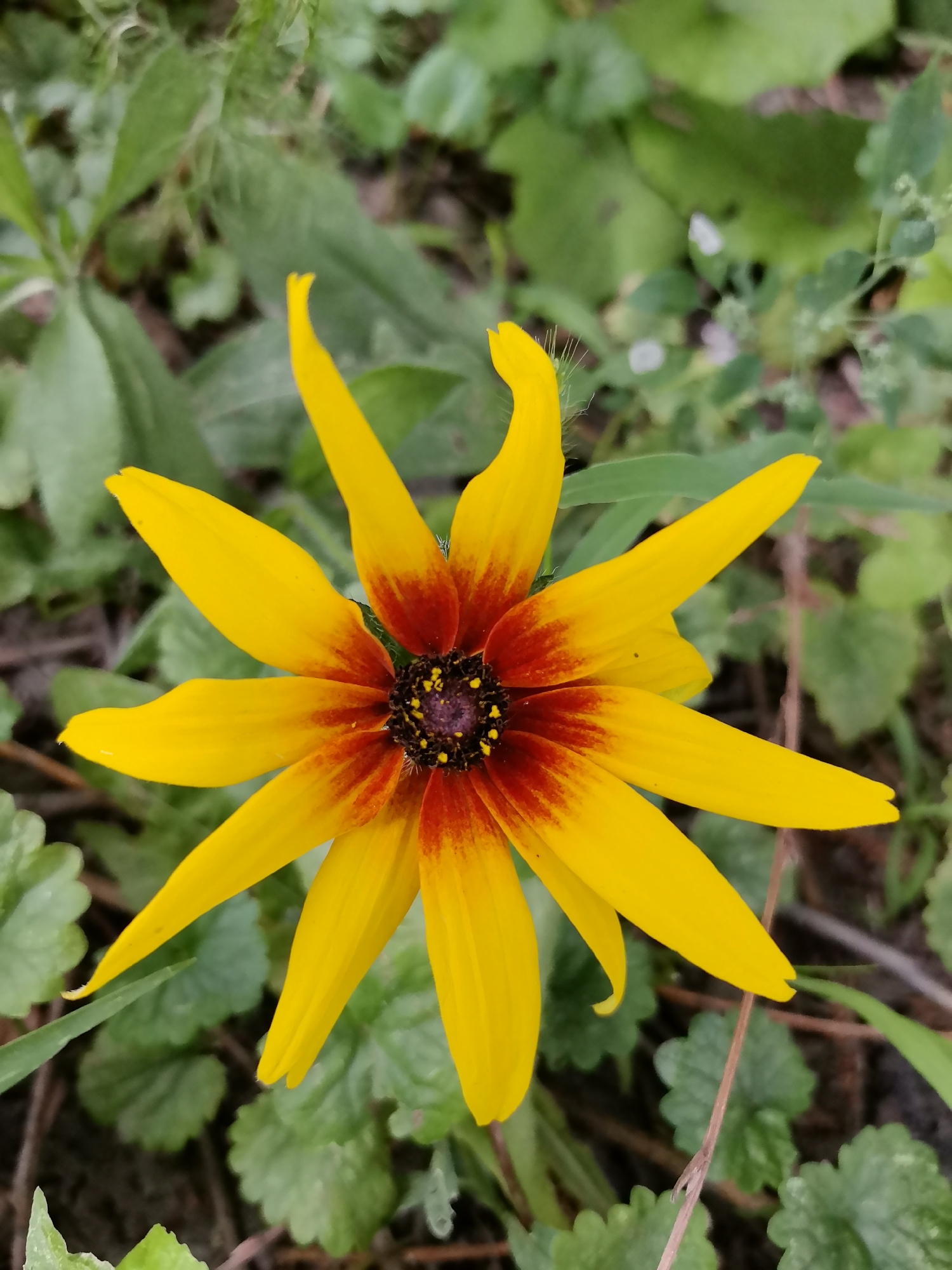 A top-down close-up shot of a single black-eyed Susan flower with bright yellow petals and a dark red center with black and yellow accents in the middle, set against a blurred background of green foliage. The flower's petals are pointed and some are slightly curled. The image does not contain any people or provide any specific geographical information related to Kazan, Russia.