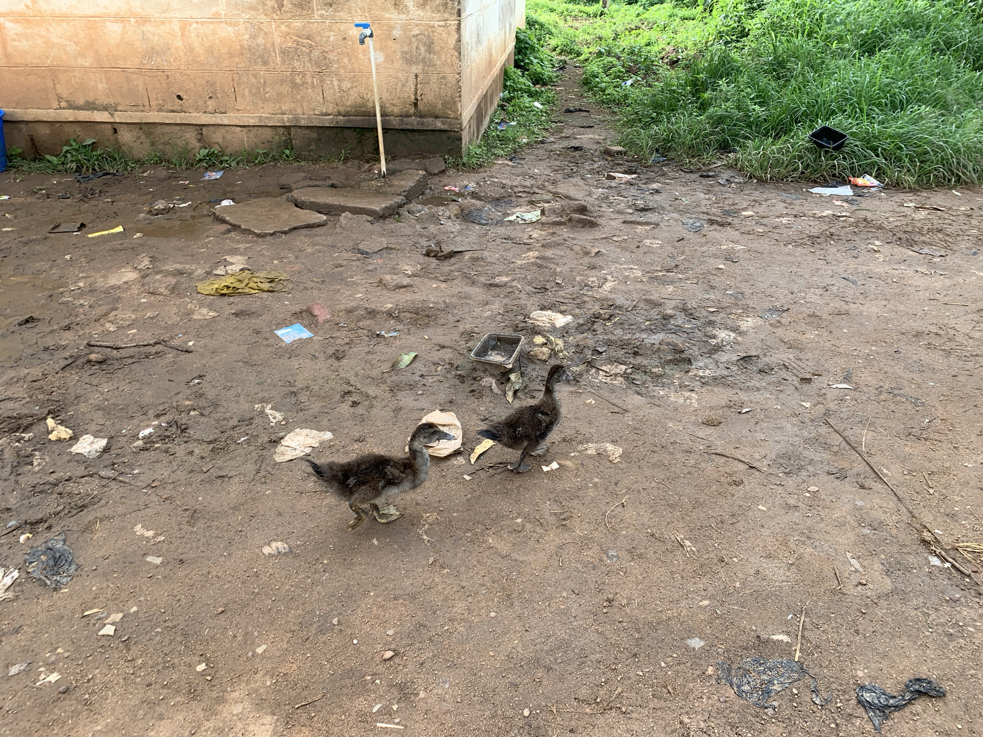 In Kuru Karama, Nigeria, a scene of rural poverty is depicted. A small, dirty building with an orange-brown wall stands to the left. A blue tap on a white pipe protrudes from the wall. The ground is muddy and strewn with debris, including plastic wrappers, torn fabric, and broken concrete. Two young ducklings, one on the left and one on the right, stand on the muddy ground. The duckling on the left is facing left, and the duckling on the right is facing right. A small black plastic container is visible in the background, as is a patch of green grass. The overall impression is one of disarray and neglect.