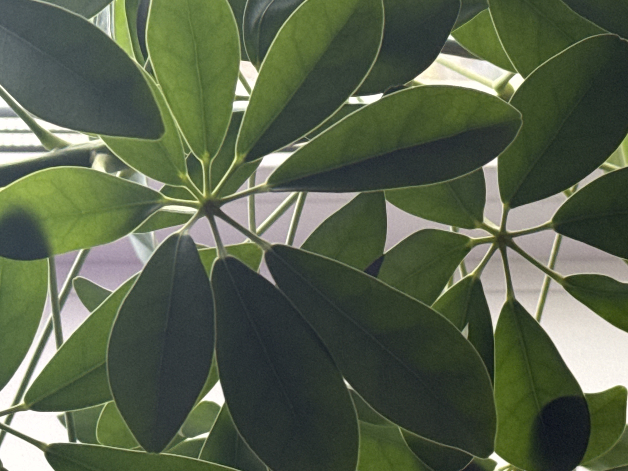 The image shows a close-up of an umbrella tree (Schefflera arboricola) plant. The leaves are green and glossy, with a radial arrangement. The background appears to be a window with blinds partially visible. There is no evidence to suggest a specific location, such as Kladovitsy, Russia.