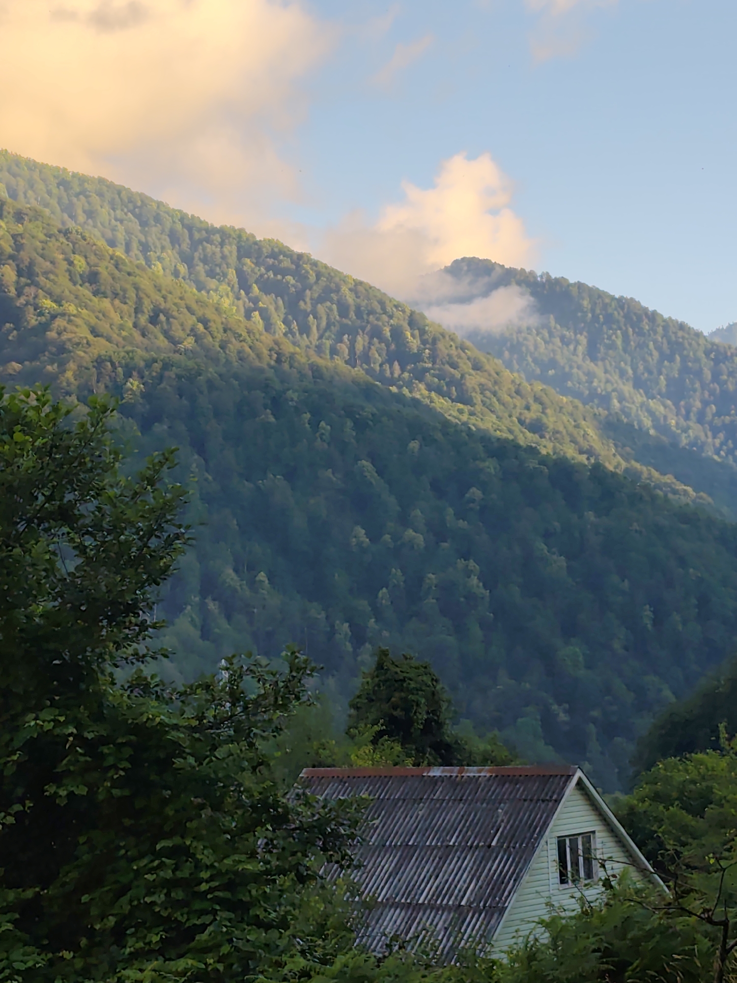 The image depicts a rural scene in Krasnaya Polyana, Russia, featuring a light-colored house with a corrugated roof nestled amongst lush green foliage. The house has a single visible window. In the background, a majestic, densely forested mountain slopes upward towards a sky with soft, golden-tinted clouds and patches of blue. The mountain is partially illuminated by sunlight, casting shadows across its contours. The foreground is dominated by dark green trees and branches, framing the view of the house and the mountains beyond. The overall atmosphere is serene and natural.