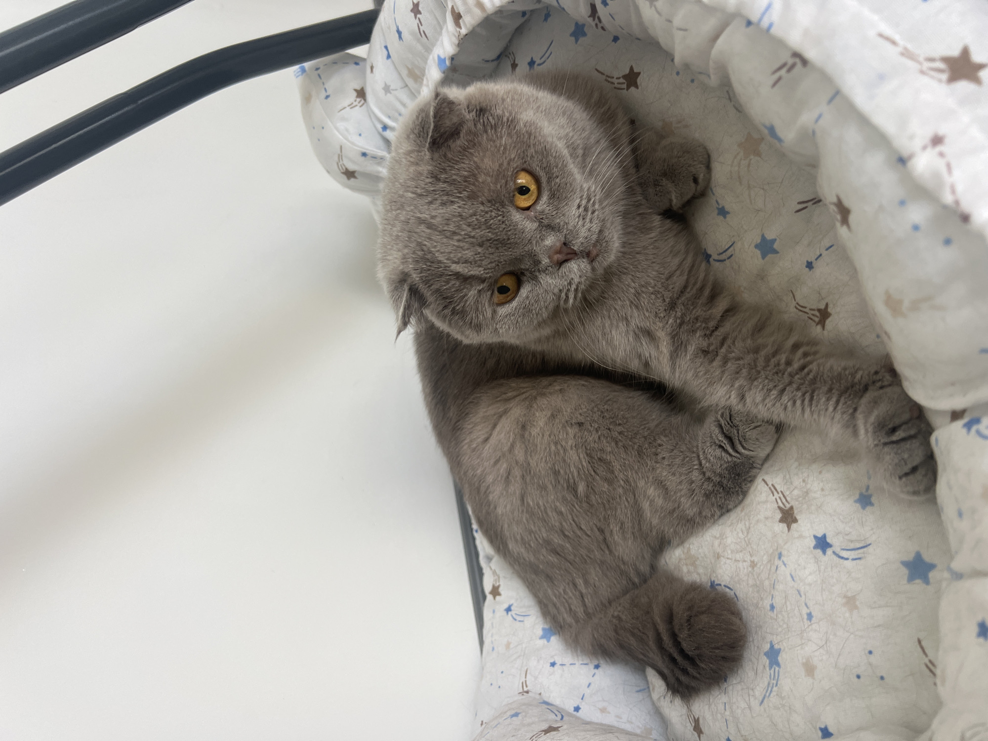 A grey Scottish Fold cat with orange eyes lies on a white blanket with blue and brown star patterns. The cat is positioned in the center of the frame, with its body curled slightly to the left and its head turned to the right. The cat's ears are folded down, a characteristic of the breed. The background consists of a plain white wall and two black metal bars from what appears to be a crib or bed. The lighting is soft, creating subtle shadows on the cat's fur and the blanket. The image is a close-up shot, focusing on the cat and its immediate surroundings. The location in Aksu, Turkey is not discernible from the image content.