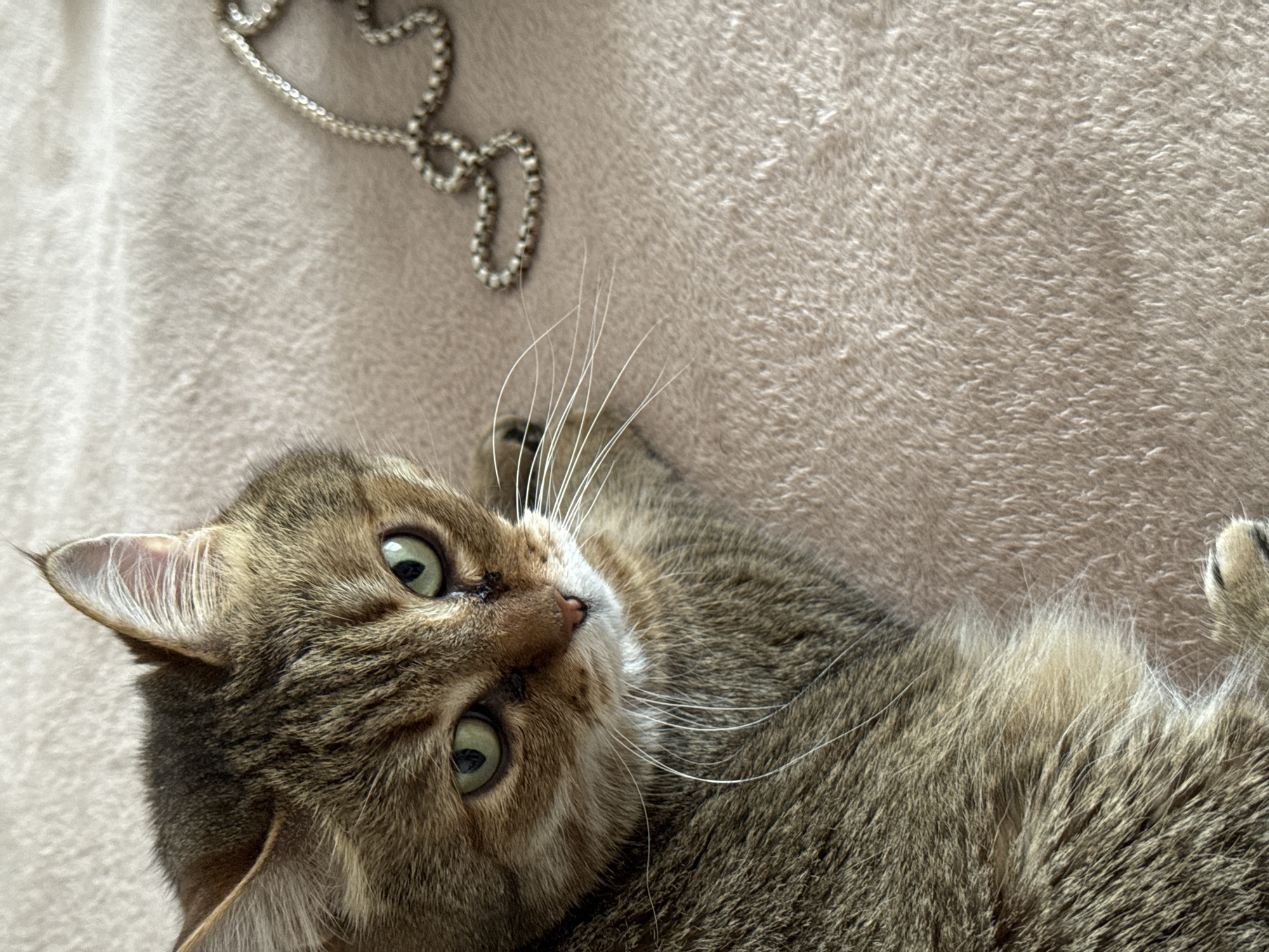 A domestic short-haired tabby cat is positioned on a light tan or beige-colored, fuzzy textile surface, consistent with a blanket or rug. The cat's left side and head are prominent in the frame, angled towards the viewer. Its fur exhibits patterns of brown, grey, and cream stripes. The cat has striking green irises with vertically elongated black pupils. A small, dark mark is visible on the bridge of its nose. Multiple long, white vibrissae extend from its muzzle. To the upper right of the cat, a silver-colored, box-link chain is loosely arranged on the same fuzzy surface. No human subjects are visible. The specific location within the city of Chaikovsky, Russia, cannot be determined from the visual information presented in the image.