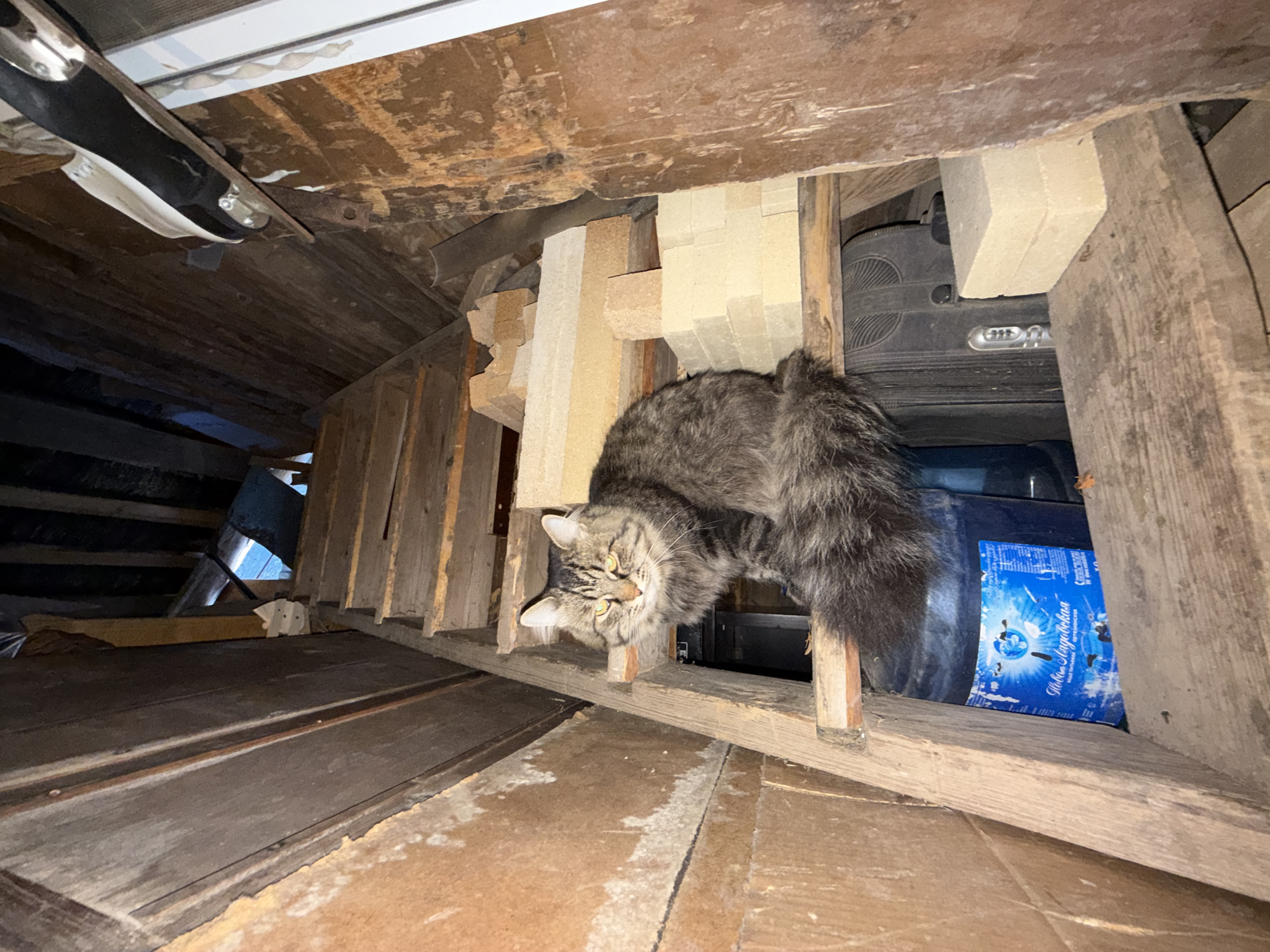 The image depicts a domestic long-haired cat in a cluttered attic space. The cat, with a grey and brown tabby pattern, is perched on a wooden structure. The attic contains wooden beams, bricks, a black suitcase, and a blue package with Cyrillic text that says "Моя Лакомка" (My Little Treat) and the words "Мороженое" (Ice Cream) is visible. The image has a low-angle perspective, looking up into the attic space. Given the text on the ice cream box, it's likely the location is somewhere in Russia, although there is no specific evidence of a city named "Rosstani".