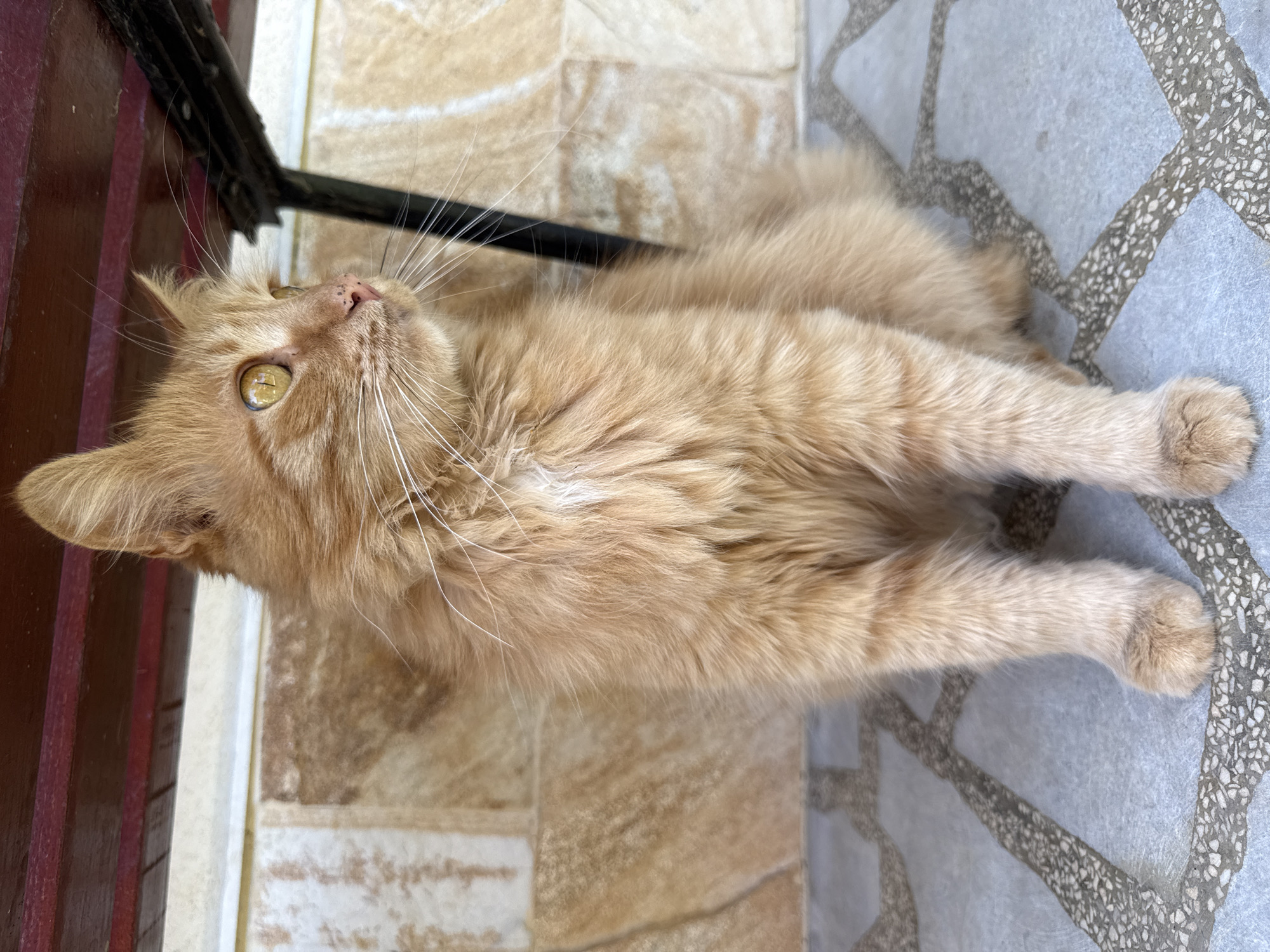 An orange tabby cat is lying on a tile floor. The floor is two colors, beige and gray. The cat is near a dark, possibly black, metal object and a red-brown paneled wall. The scene is in Berkovitsa, Bulgaria.