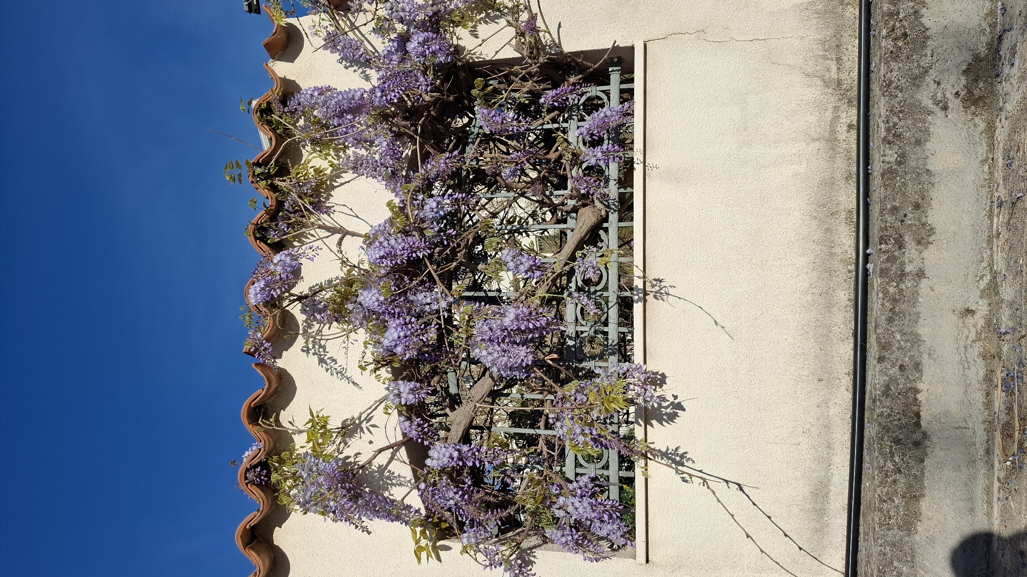 The image shows a building facade in Budva, Montenegro. A wisteria plant, heavily laden with purple flowers, is growing over a decorative metal trellis attached to the wall. The building is painted a light beige color with a red-tiled roof visible at the top. The sky is a clear, bright blue. A section of wall to the right is older and weathered, with discoloration and a vertical pipe running along it. The lighting suggests a sunny day.