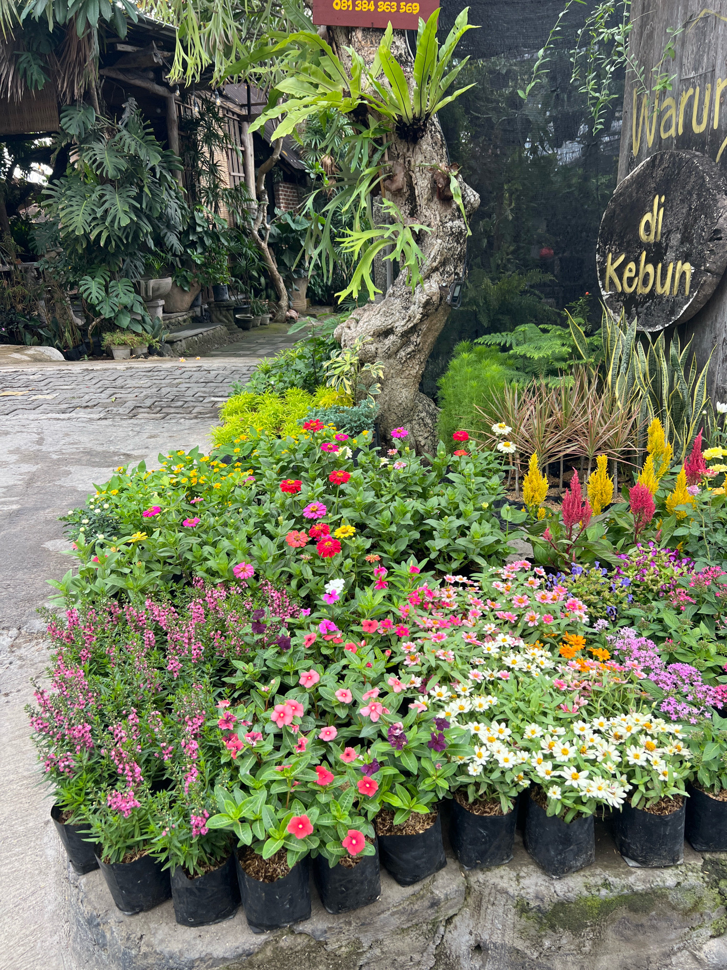 A collection of potted flowers and plants are arranged in a garden setting. The plants are in black plastic bags and sit on a grey stone ledge. In the background, a rustic wooden sign with yellow lettering reads "Warung di Kebun." There are various types of flowers, including pink, red, yellow, and white blossoms. A large tree with prominent roots and attached plants is to the left of the sign. Behind the flowers and to the left, a paved pathway is visible, bordered by more greenery. The overall scene suggests an outdoor garden or nursery establishment, likely in Denpasar, Indonesia, as indicated by the text on the sign.