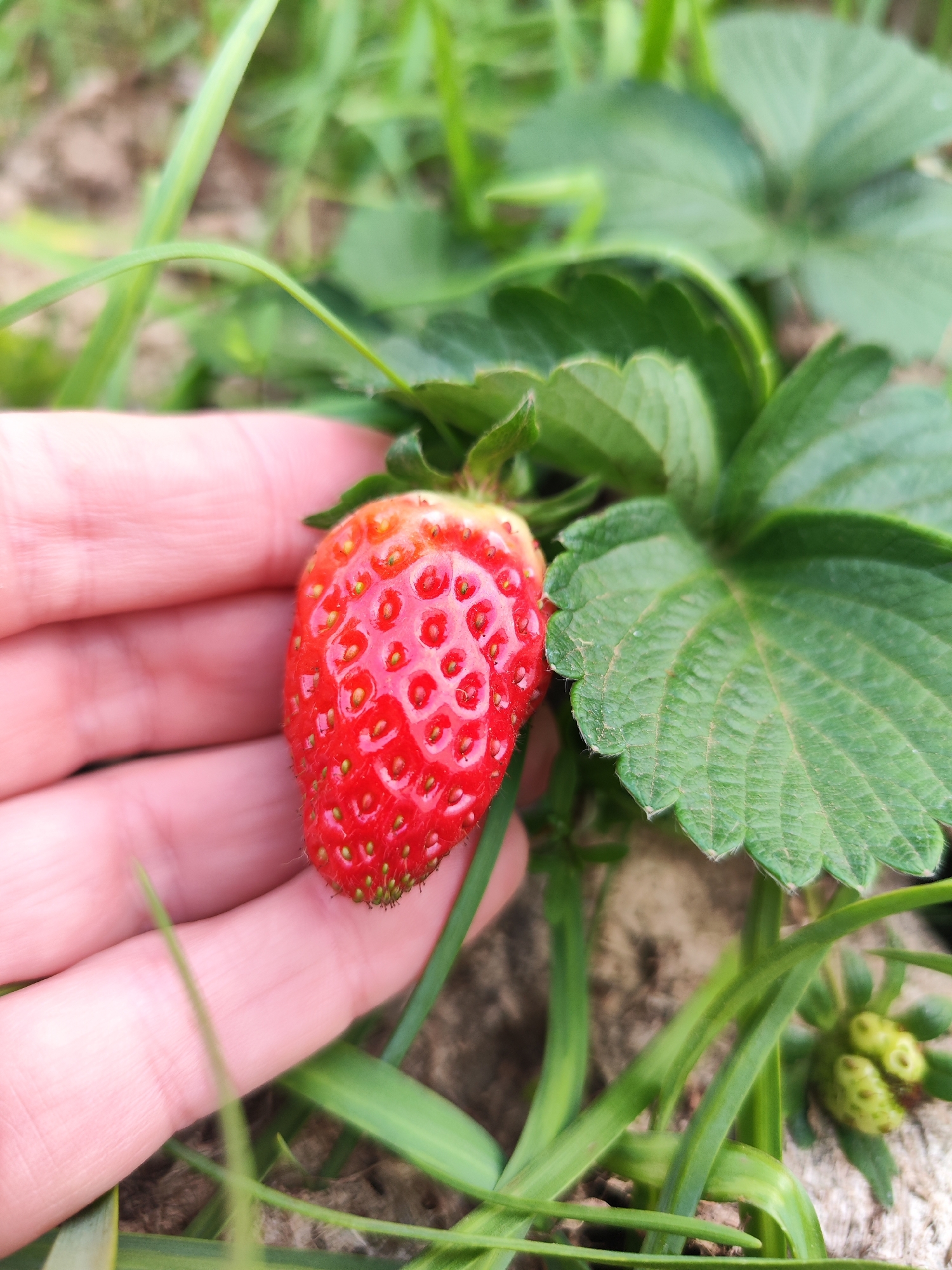 A close-up photograph depicts a red strawberry held in a human hand. The strawberry, the focal point, is plump and appears to be ripe. Its surface is dotted with seeds. Adjacent to the strawberry are green leaves of the strawberry plant. Blades of grass are also visible in the foreground and background. The environment appears to be a garden or a natural outdoor setting. The location is not ascertainable from the image alone. Without additional information or data, it is impossible to confirm if the scene is in Ribeira Grande, Portugal.