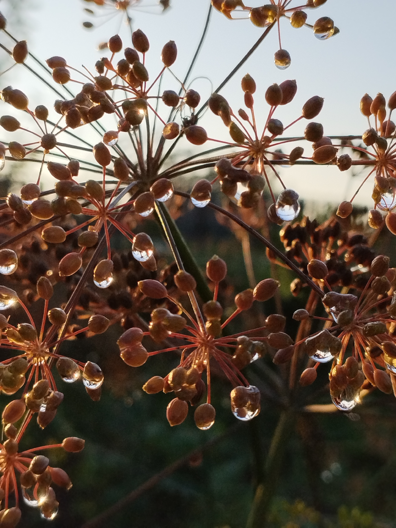 This is a close-up, low-angle, outdoor photograph of dried dill seeds, possibly in a garden in Bialynichy, Belarus. The image focuses on the seed heads of the dill plant, which are brown and spherical. Many of the seeds are dotted with small, clear water droplets, which reflect the sky and light. The background is softly blurred, showing a dark green foliage with some lighter areas suggesting sunlight filtering through. The lighting suggests it is either early morning or late afternoon, with the sun casting a warm glow on the seeds. There are no people or animals visible in the image. The overall impression is one of a natural, serene scene.